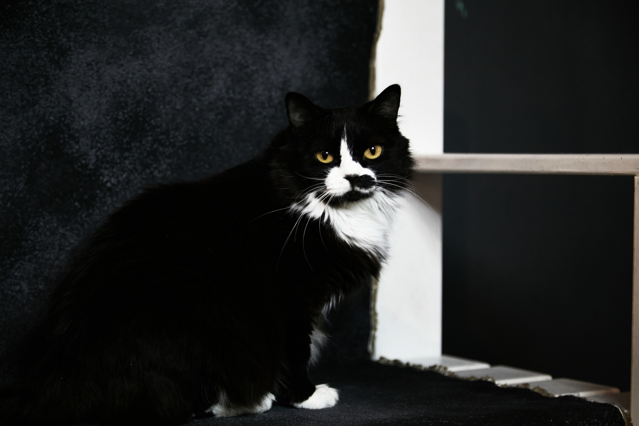 Animals. Danna Dark. Фотограф | Красноярск