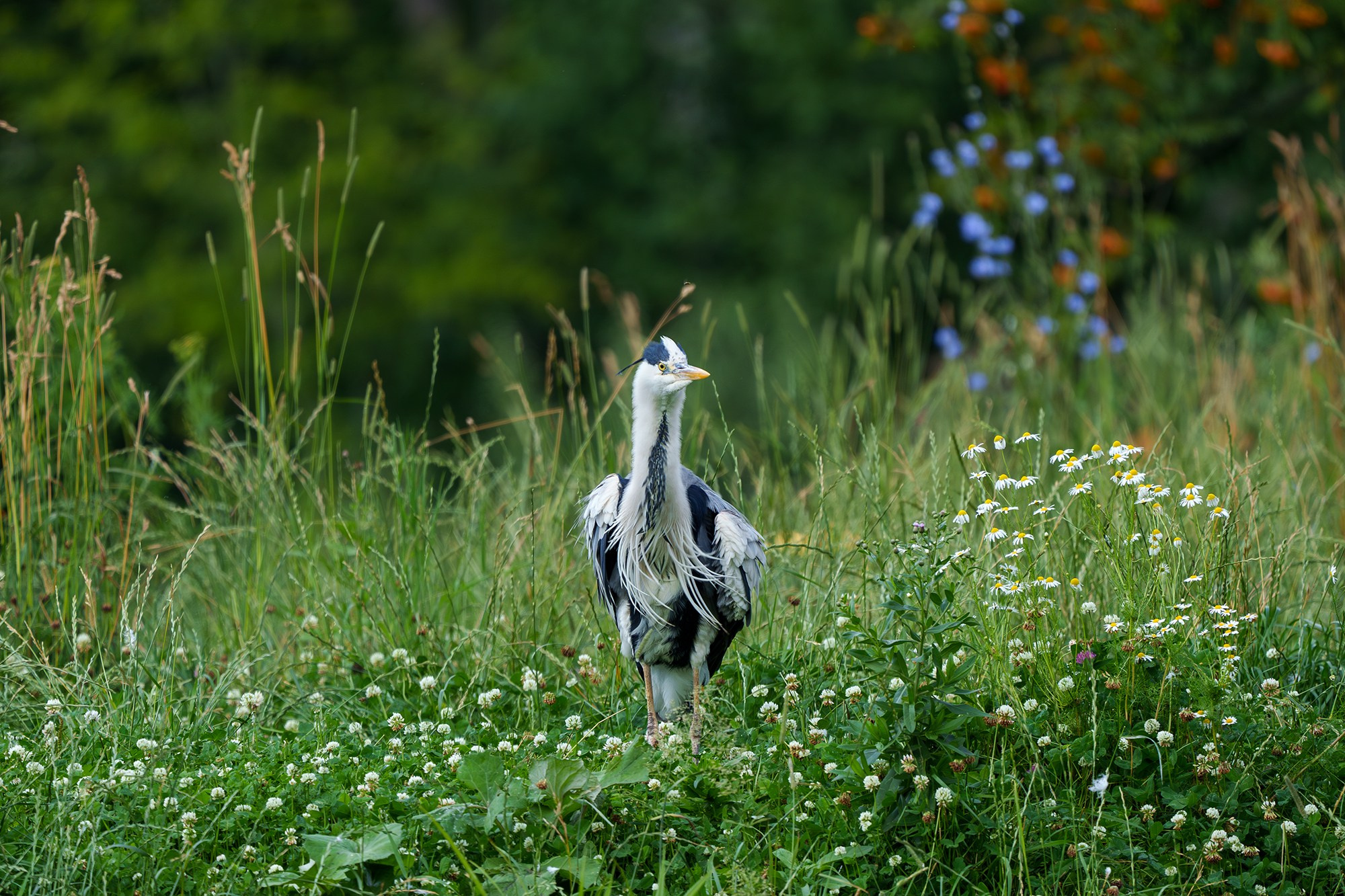 Удивительные мир птиц. Вокруг нас столько прекрасного — присмотритесь!. Ваш личный фотограф Марина Волкова