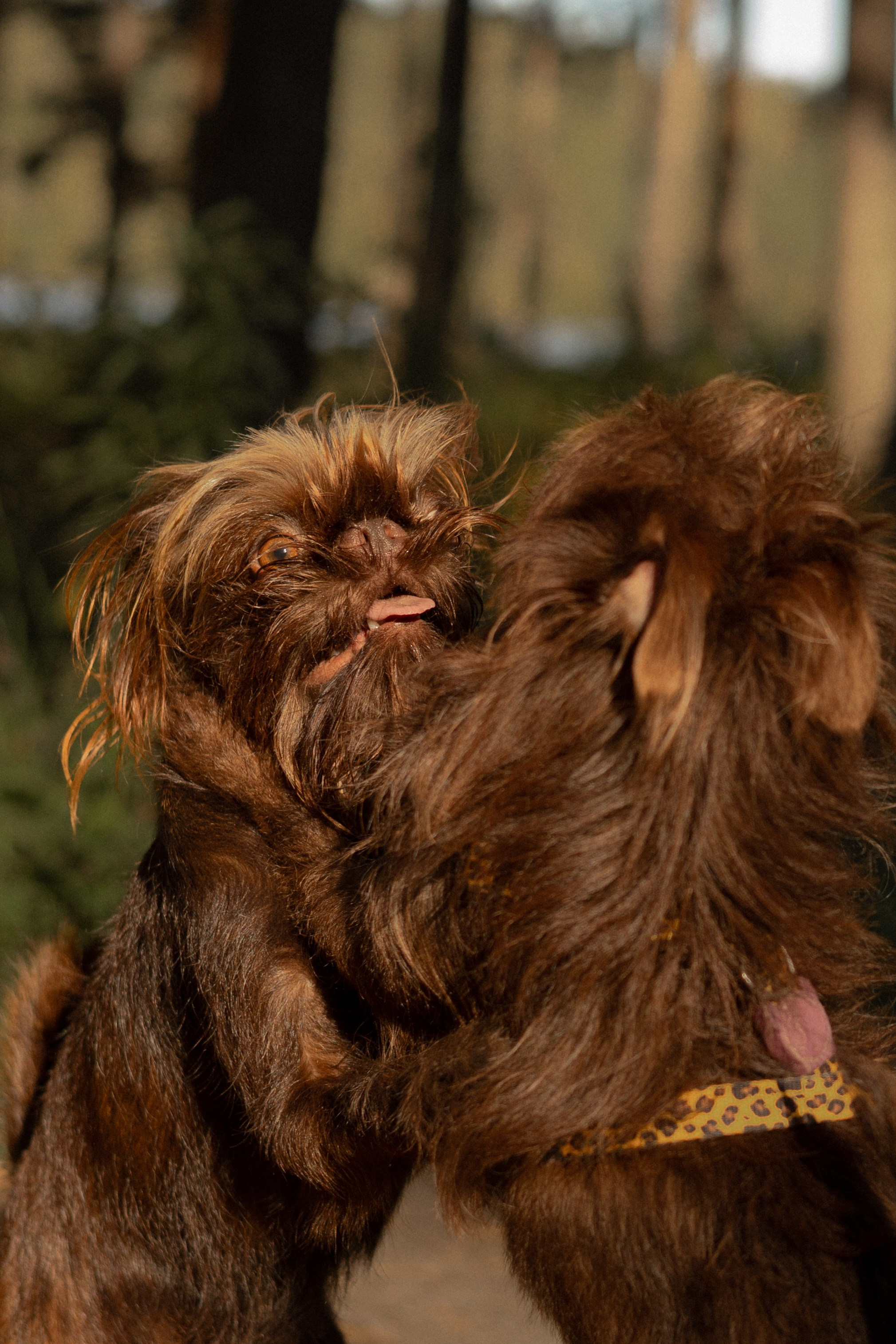 Катерина & Лунка. Фотограф — анималист •love-story•|Санкт-Петербург