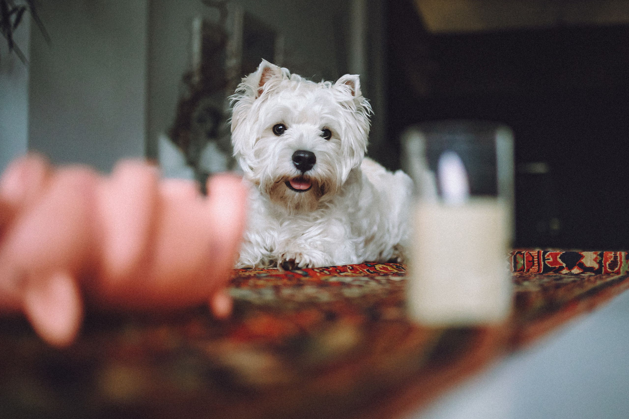 Вика, Глеб и Тори