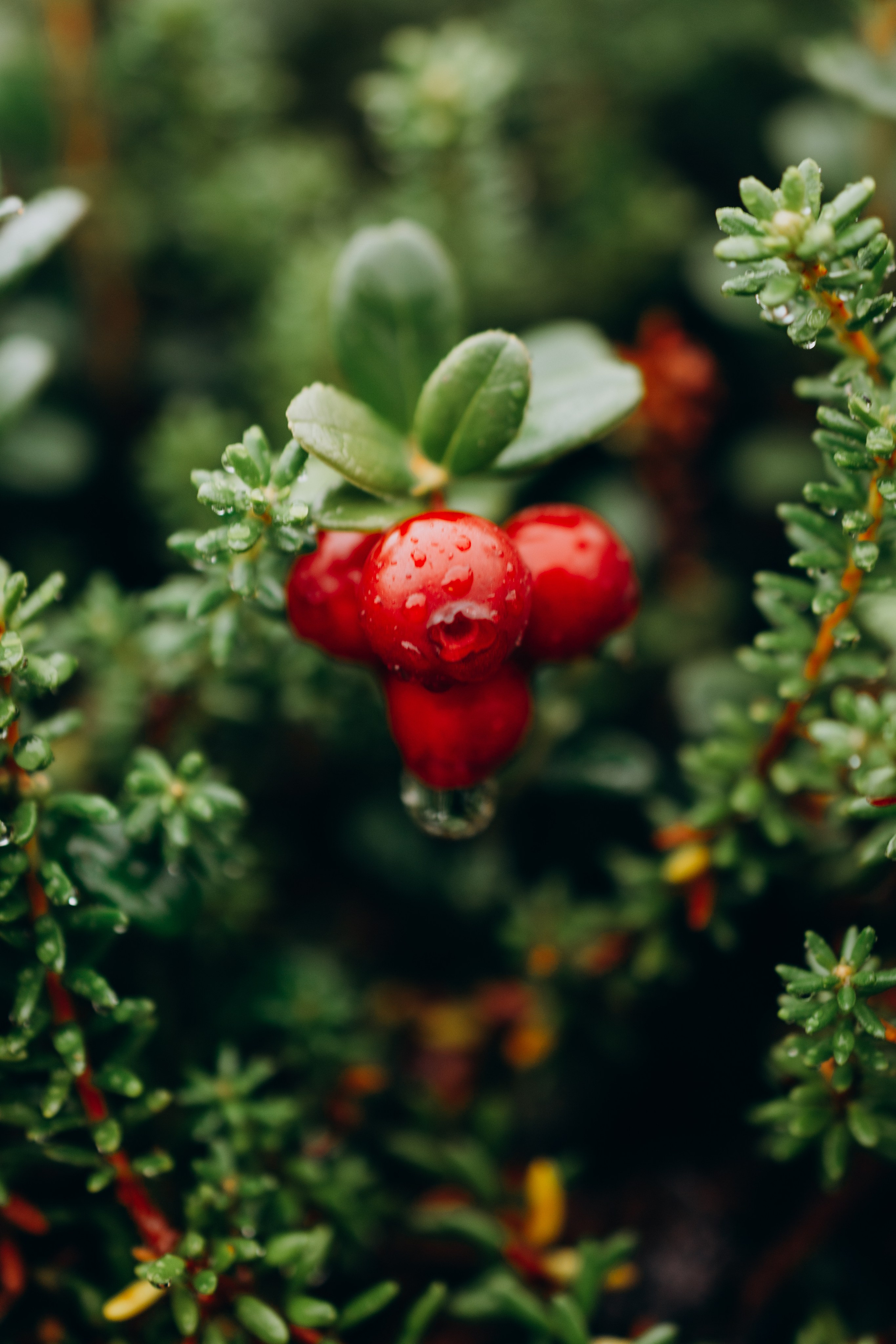 АВТОРСКИЕ ОТКРЫТКИ, 150руб. Фотограф Наталья Могилевская Мурманск Териберка Сейдозеро Рыбачий