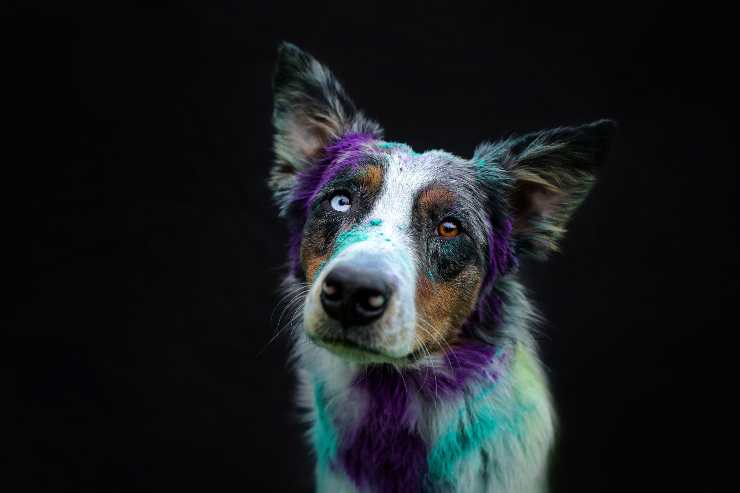 Пиксель и Зола