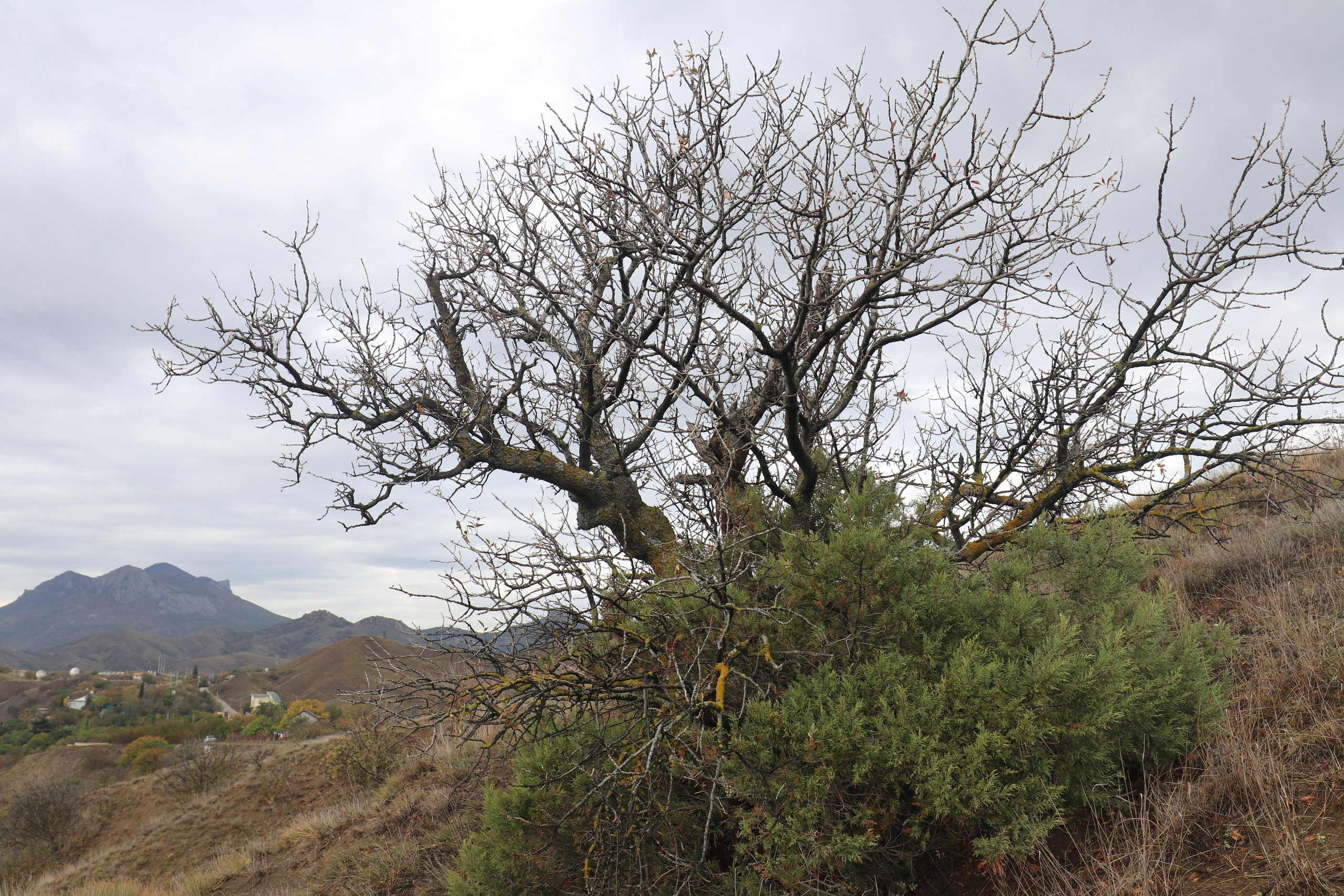 Крым. ЮБК (Судак, Карадаг). Ноябрь 2020. Путешественник-фотограф из Санкт-Петербурга Татьяна Свистулина