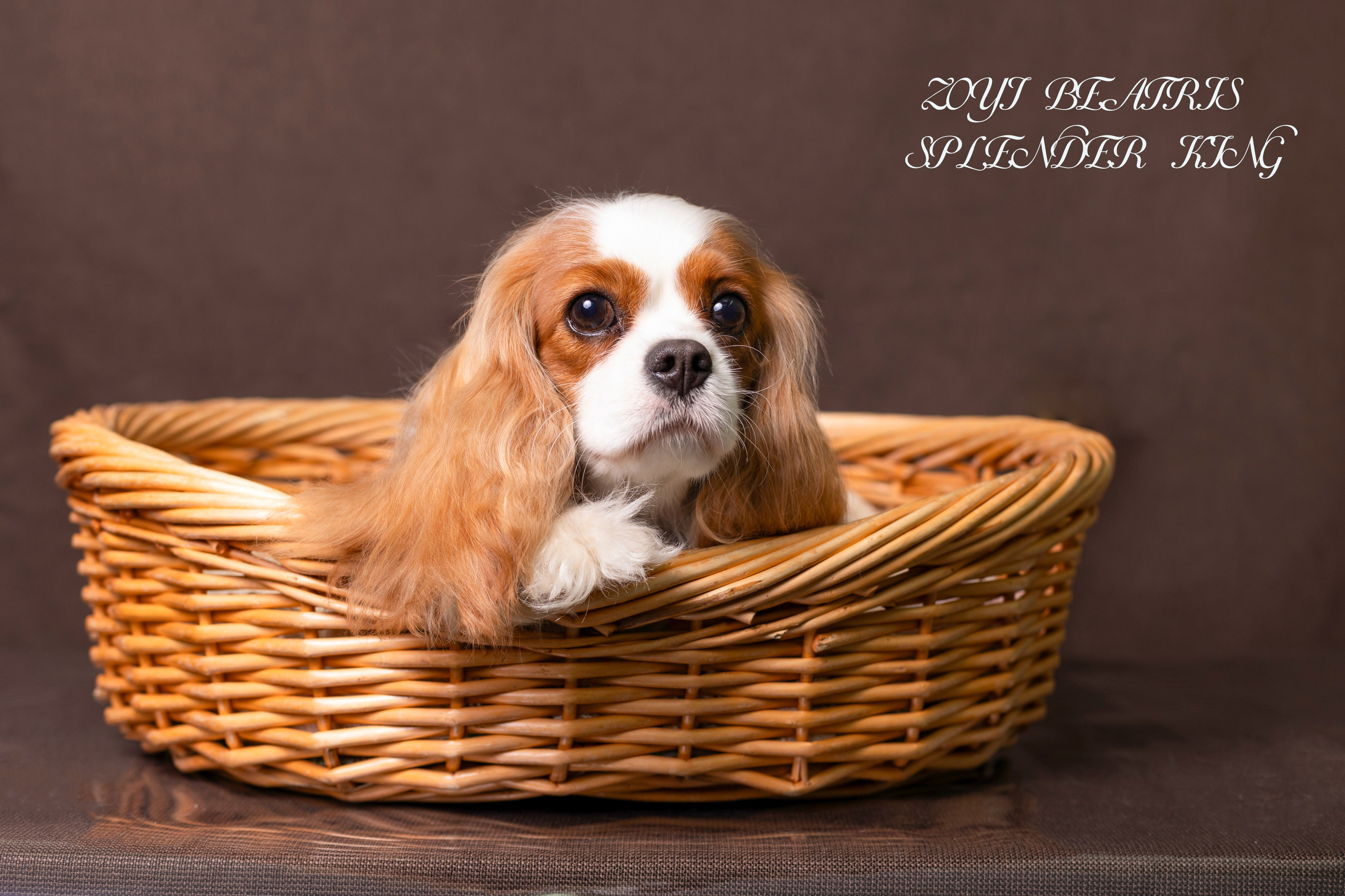 Фотосессия Бетти!. Фотограф 📸 семейный, предметный, репортажный