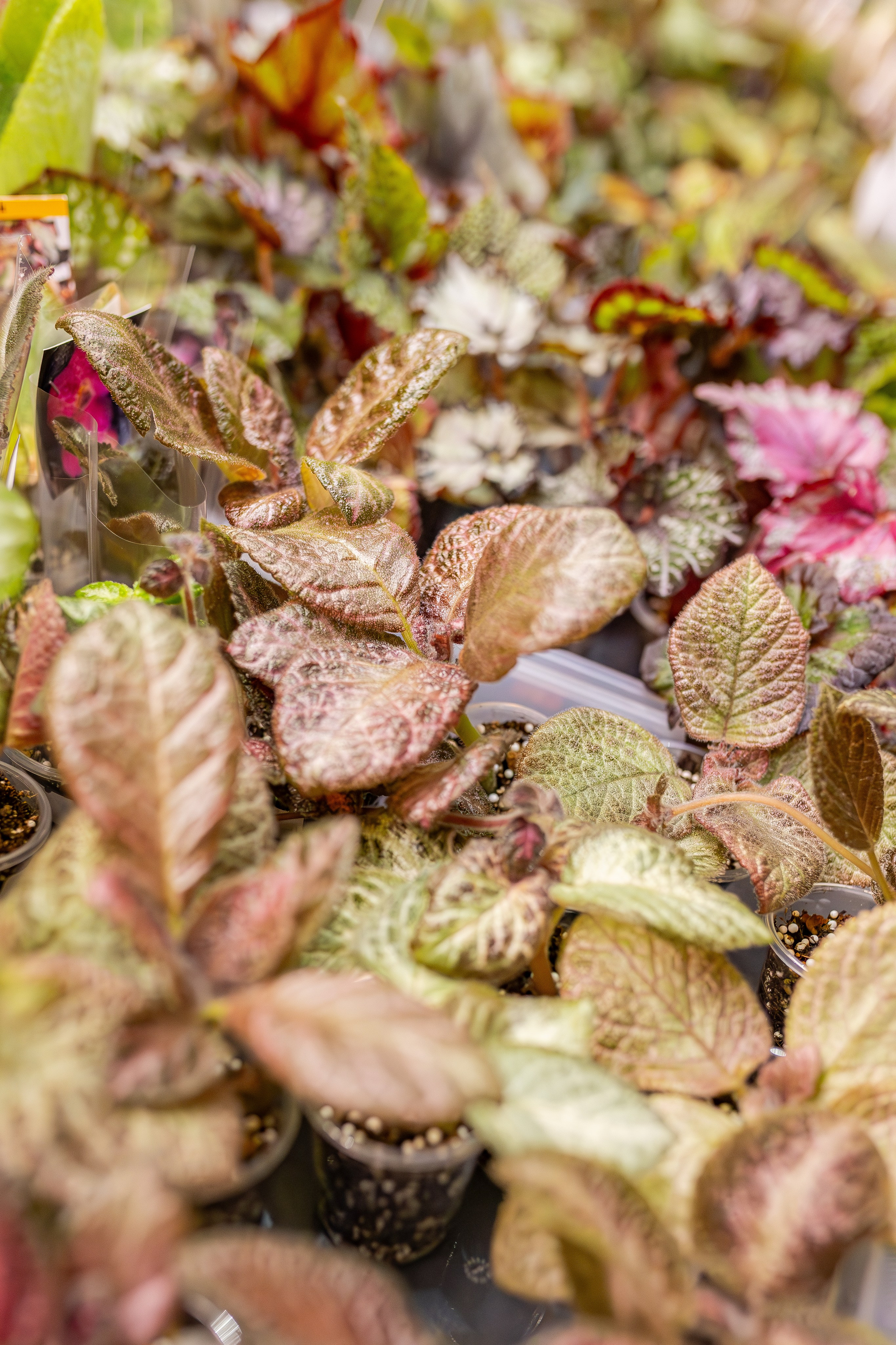 Монстериум апрель 2026. Александра Куликова фотограф, Москва