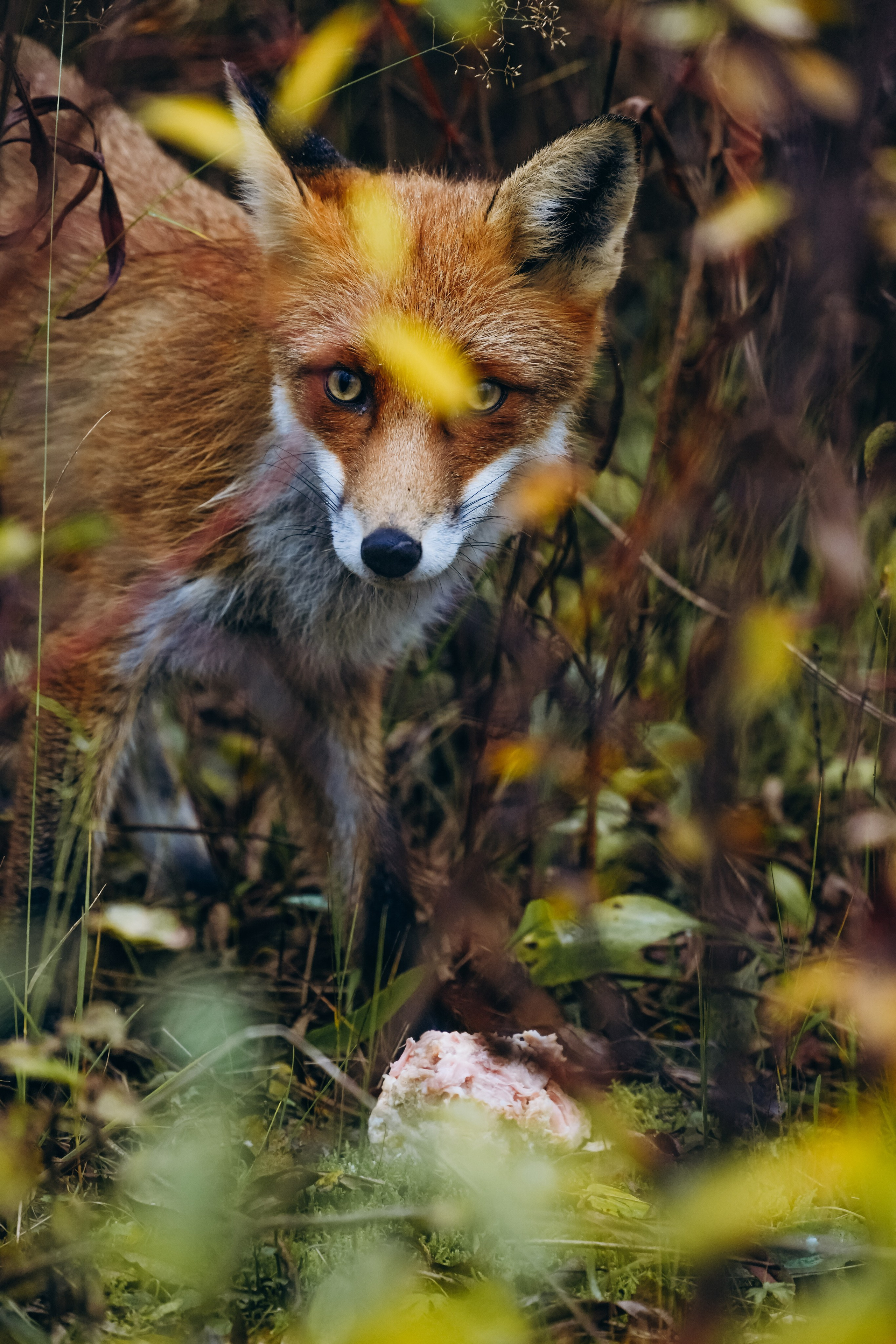 СЕВЕР. Event фотограф Степанова Александра