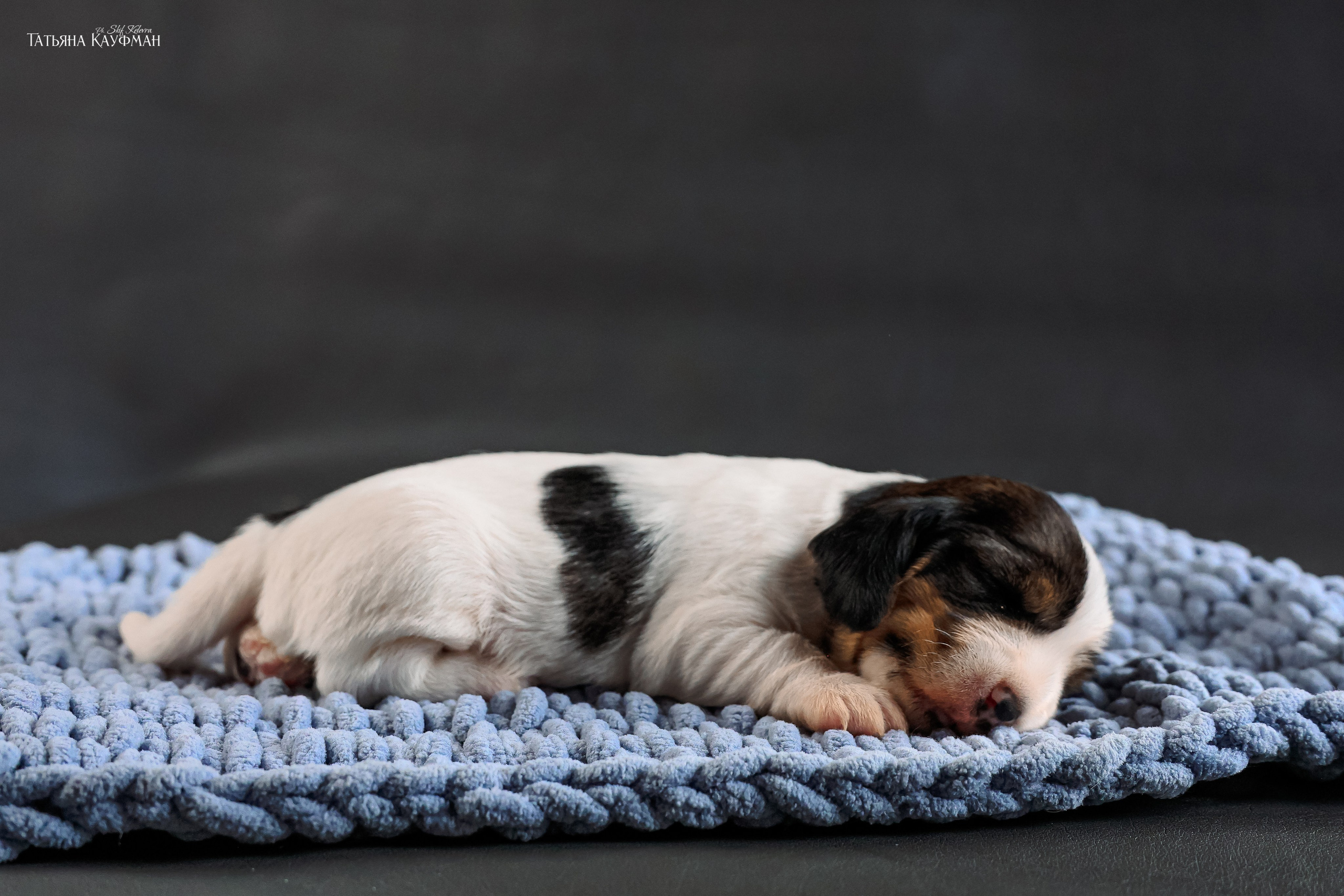 Малые вандейские бассет гриффоны. PVBG. Petit vandeen basset griffon, щенки в новосибирске. Питомник White Rivendel