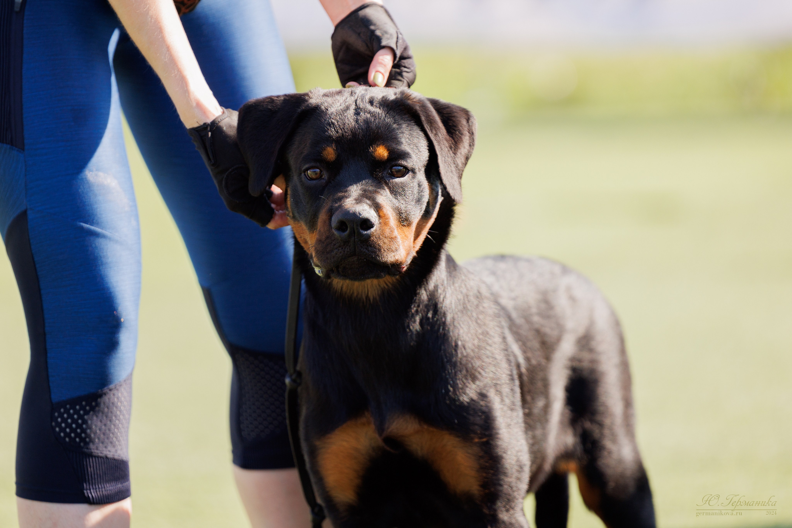 Анапа ротвейлеры 14-15.09.2024. Фотограф-анималист Юлия Германика