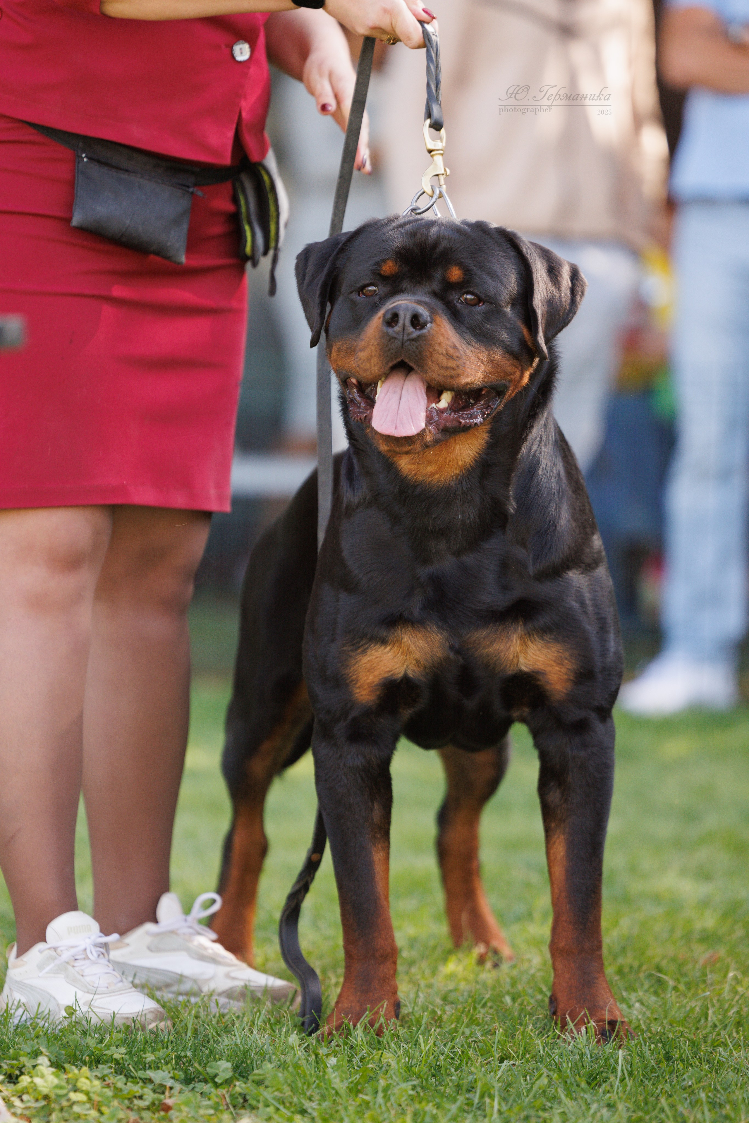 Бишкек 3х CACIB 26-28.09.2025. Фотограф-анималист Юлия Германика