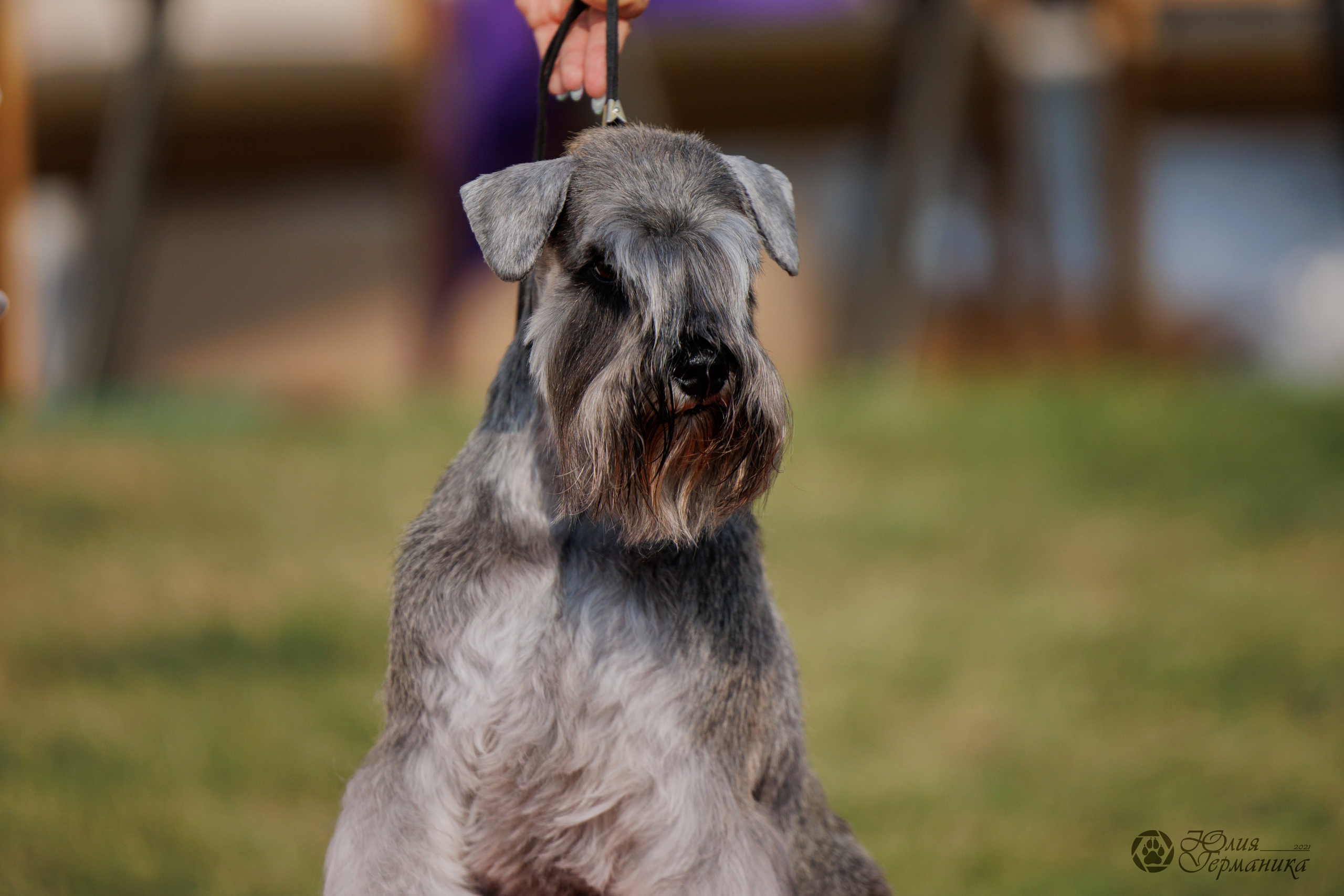 Армения,Ереван 3хCACIB 15-17.10.2024. Фотограф-анималист Юлия Германика