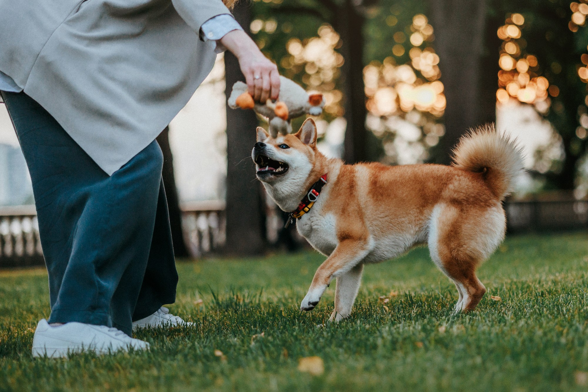 Аня, Влад и Ики. Фотограф-анималист Елена Радченко, Москва