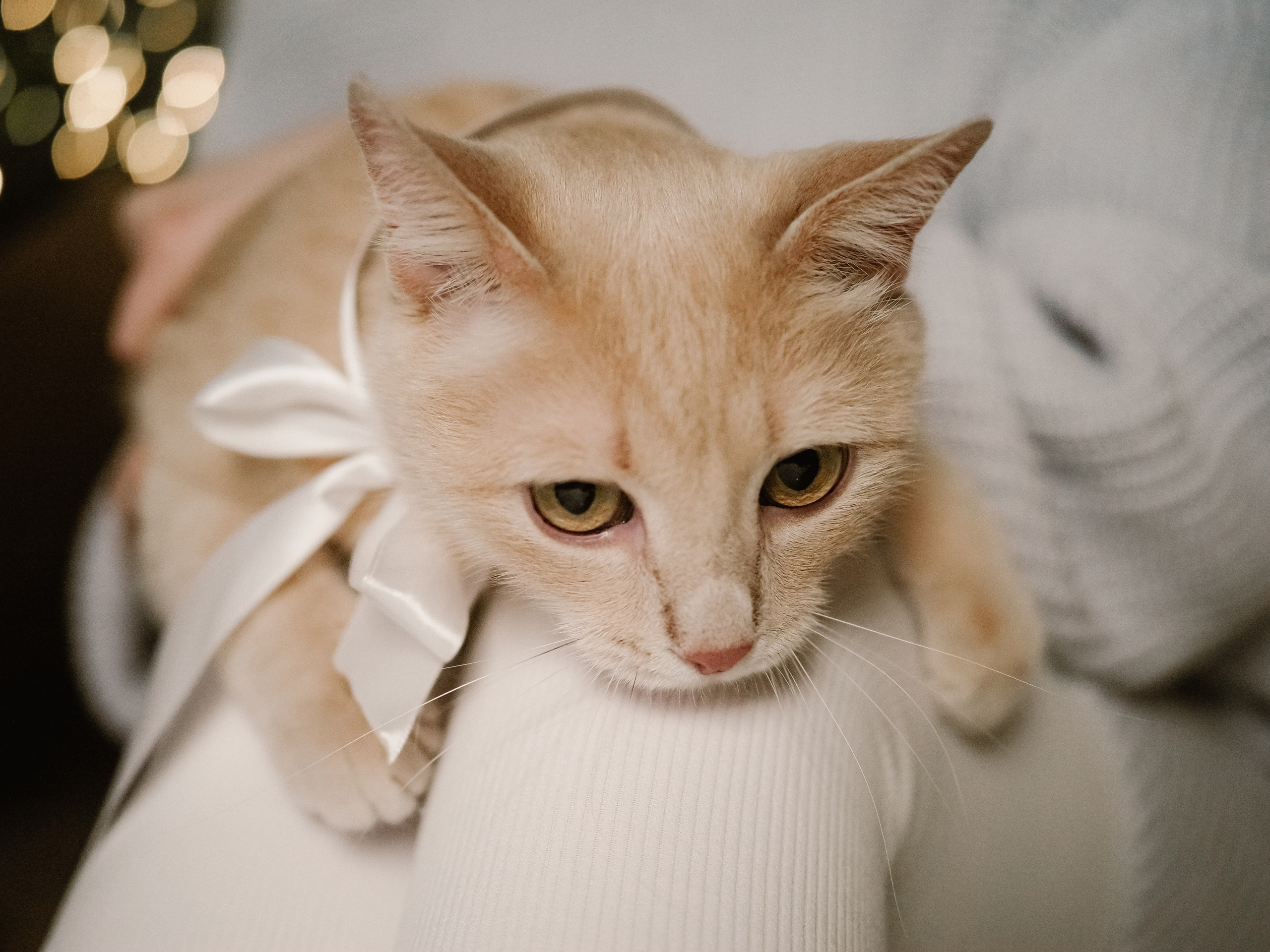 Mrrrr christmas. Фотограф Рязань. Семейный Свадебный фотограф