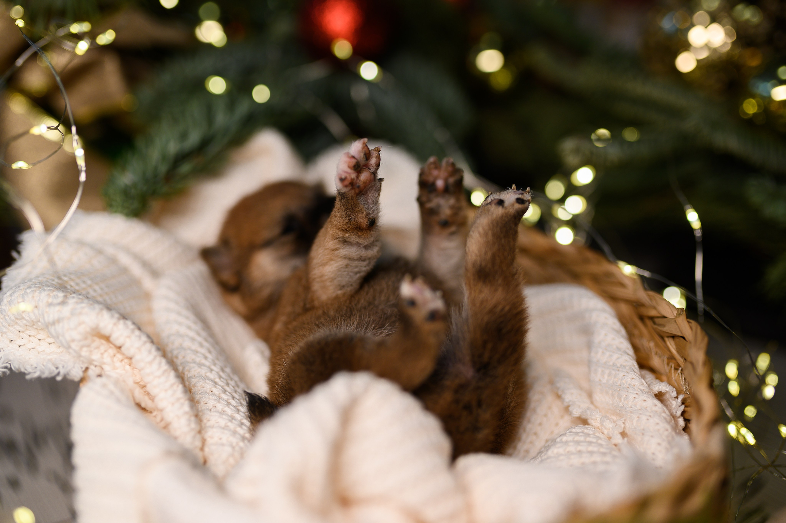 Мамесиба. Фотограф анималист в Москве Ольга Агушева