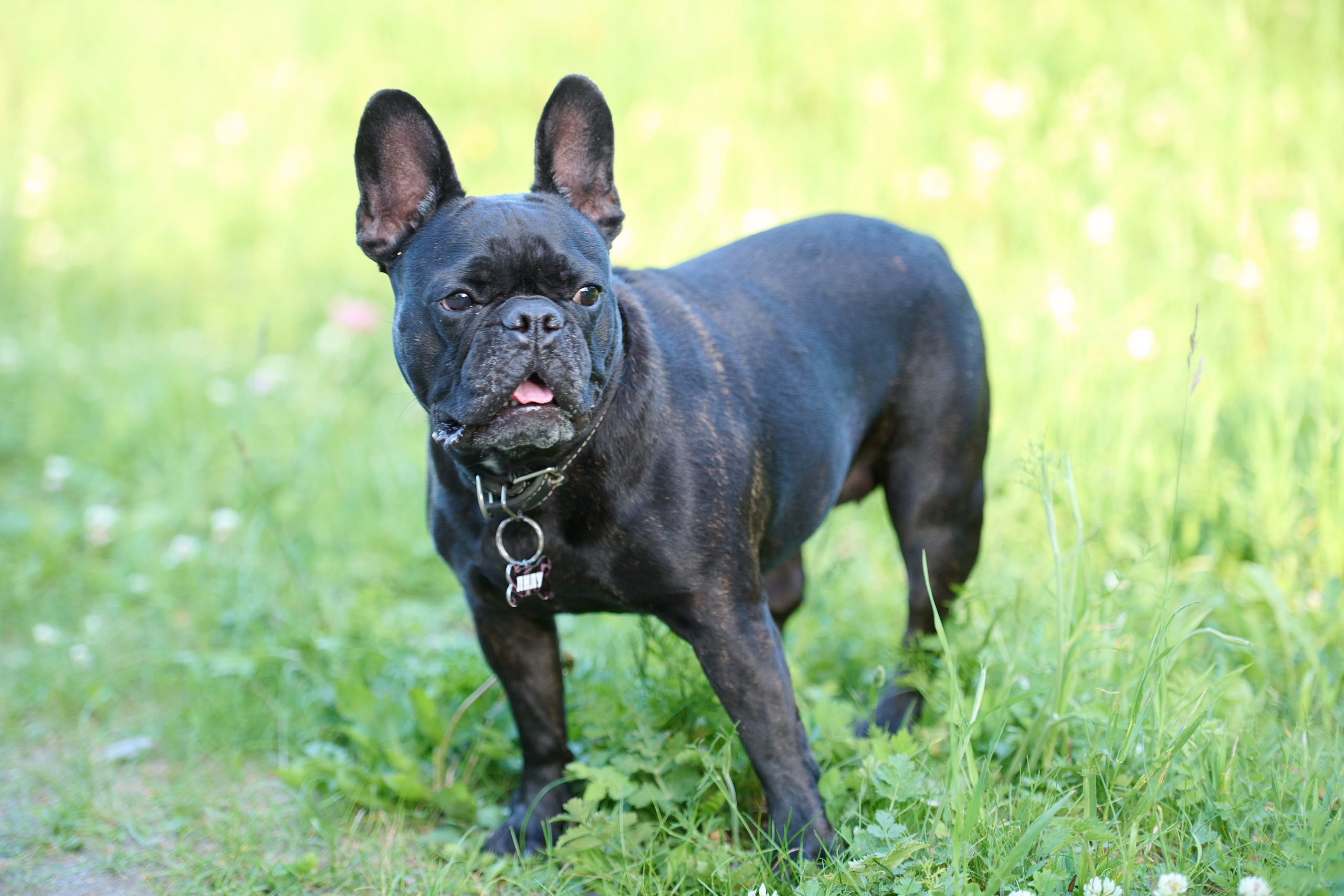 Семейная фотосессия с собакой. Репортажный и семейный фотограф — Шелихов Сергей