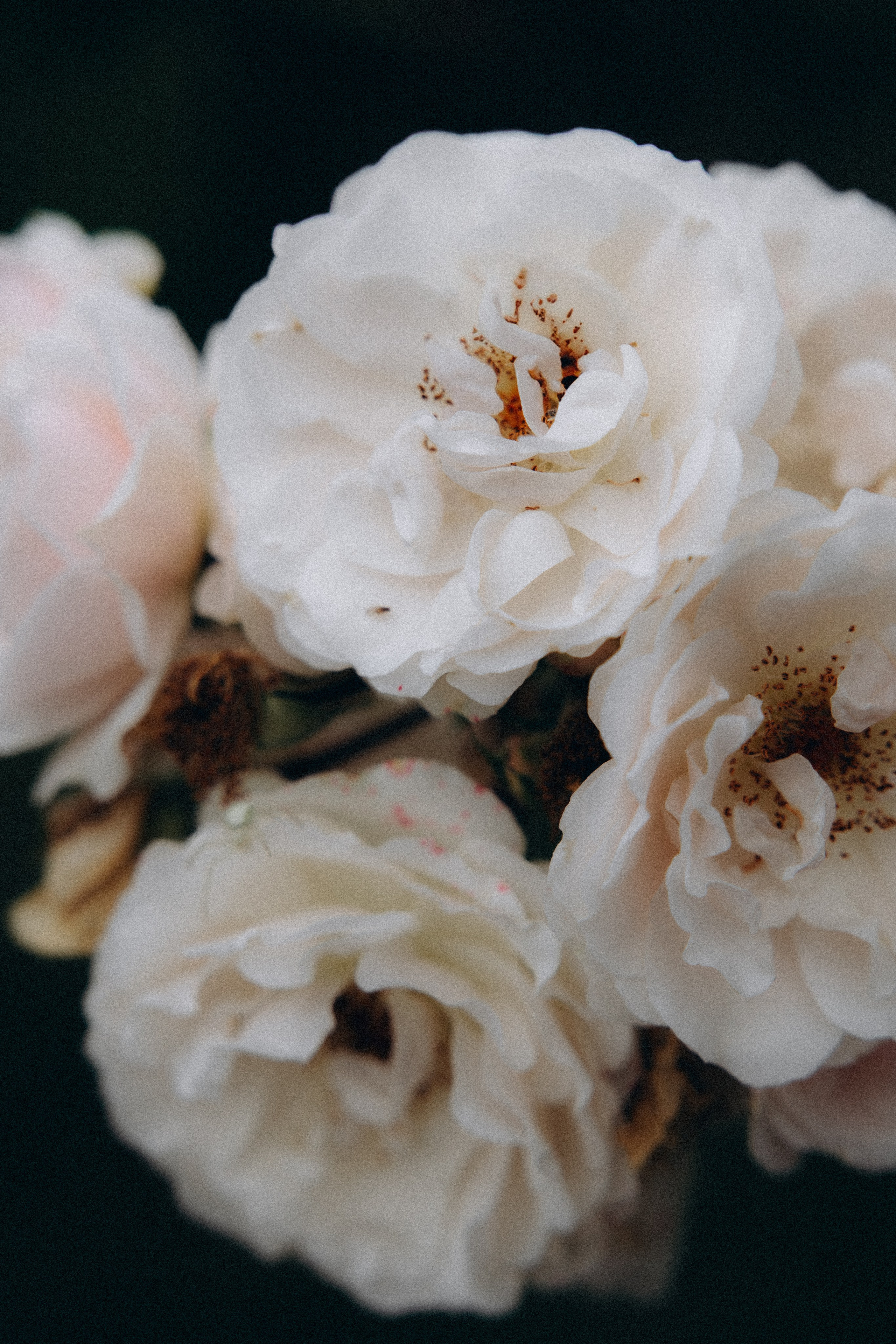 Алена и Антон. Алена Бадамшина — свадебный фотограф Воронеж / Москва