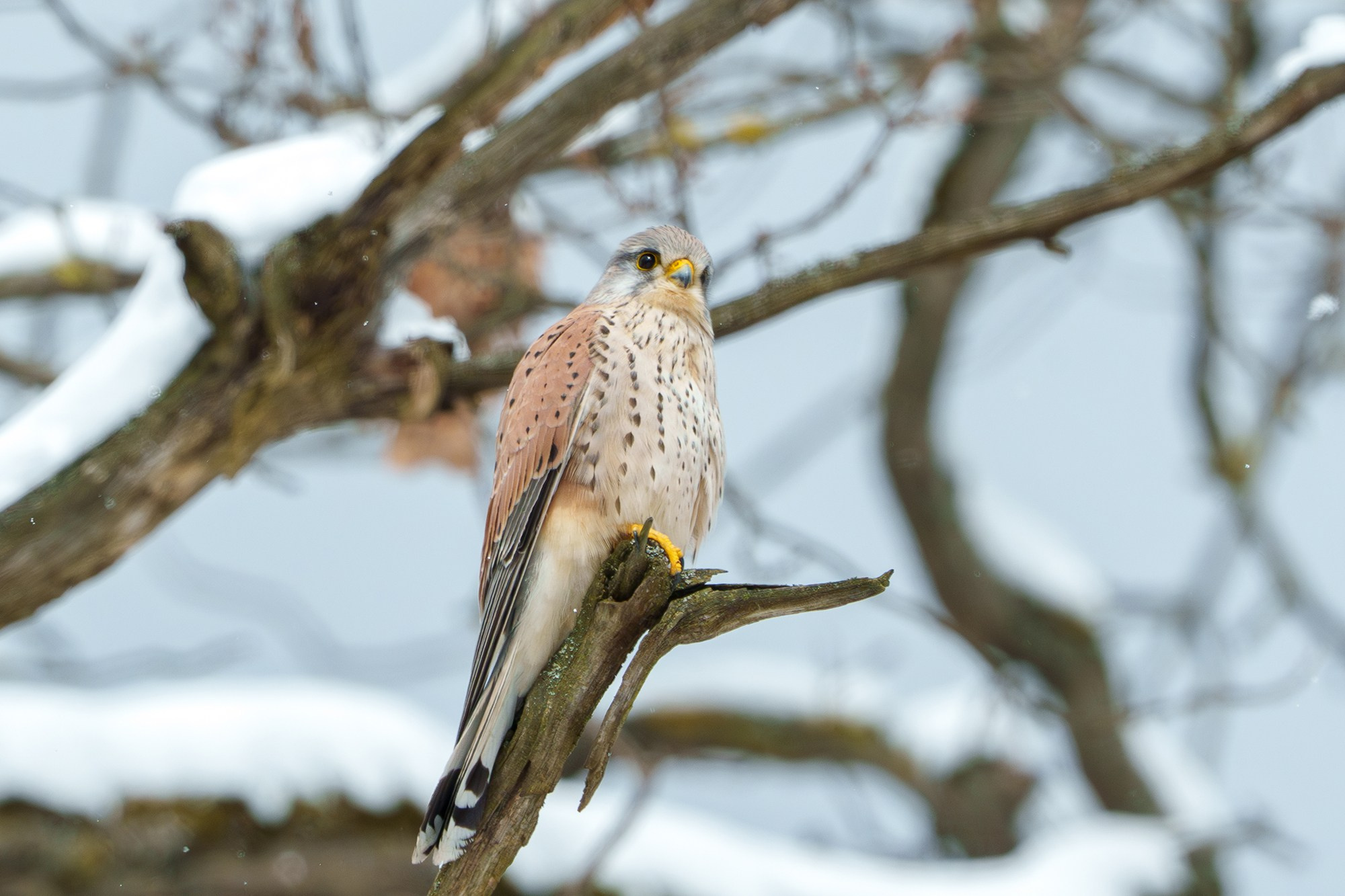 Удивительные мир птиц. Вокруг нас столько прекрасного — присмотритесь!. Ваш личный фотограф Марина Волкова