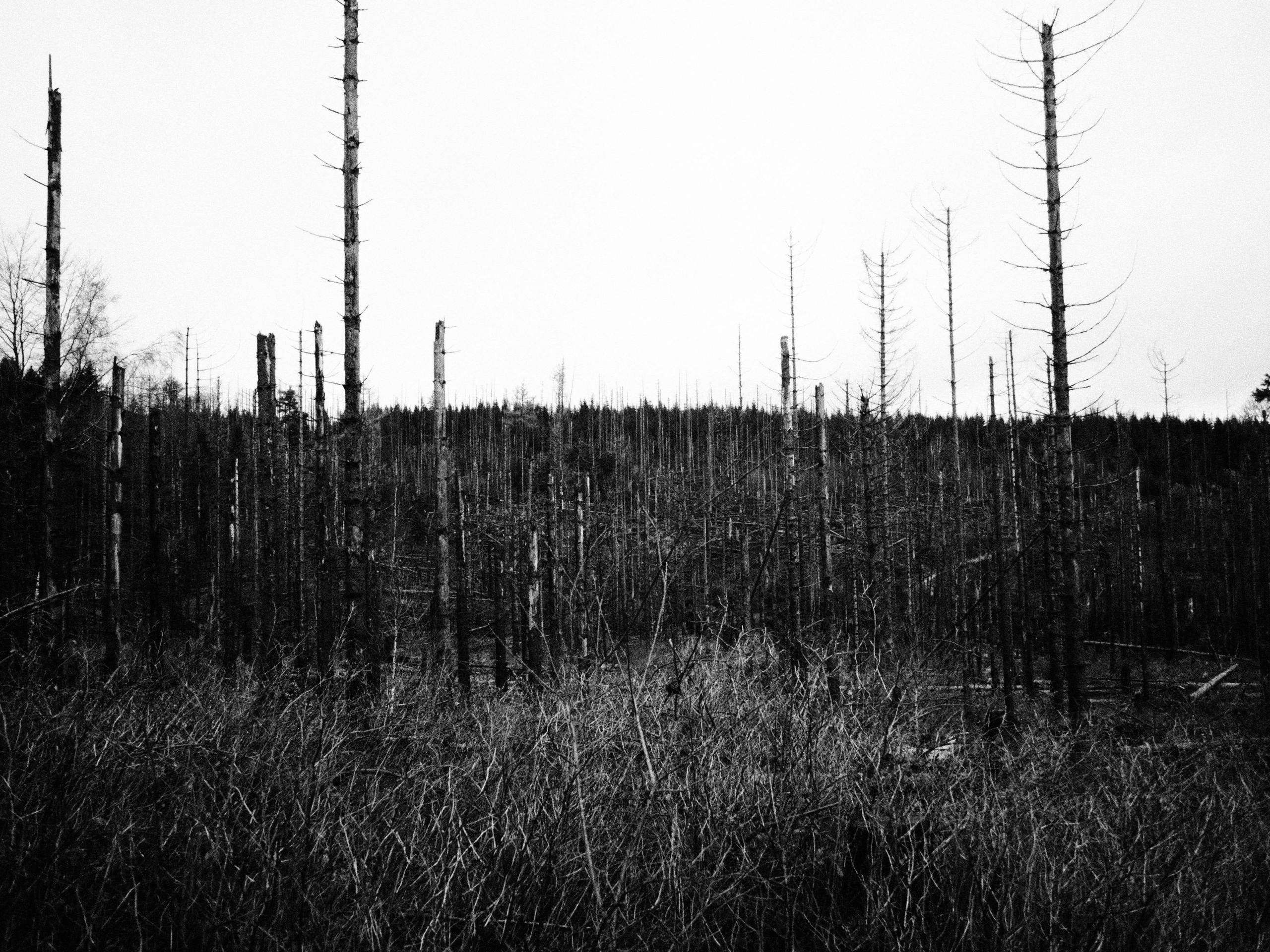 Таинственный лес. Репортажный фотограф в Берлине Александра Герман