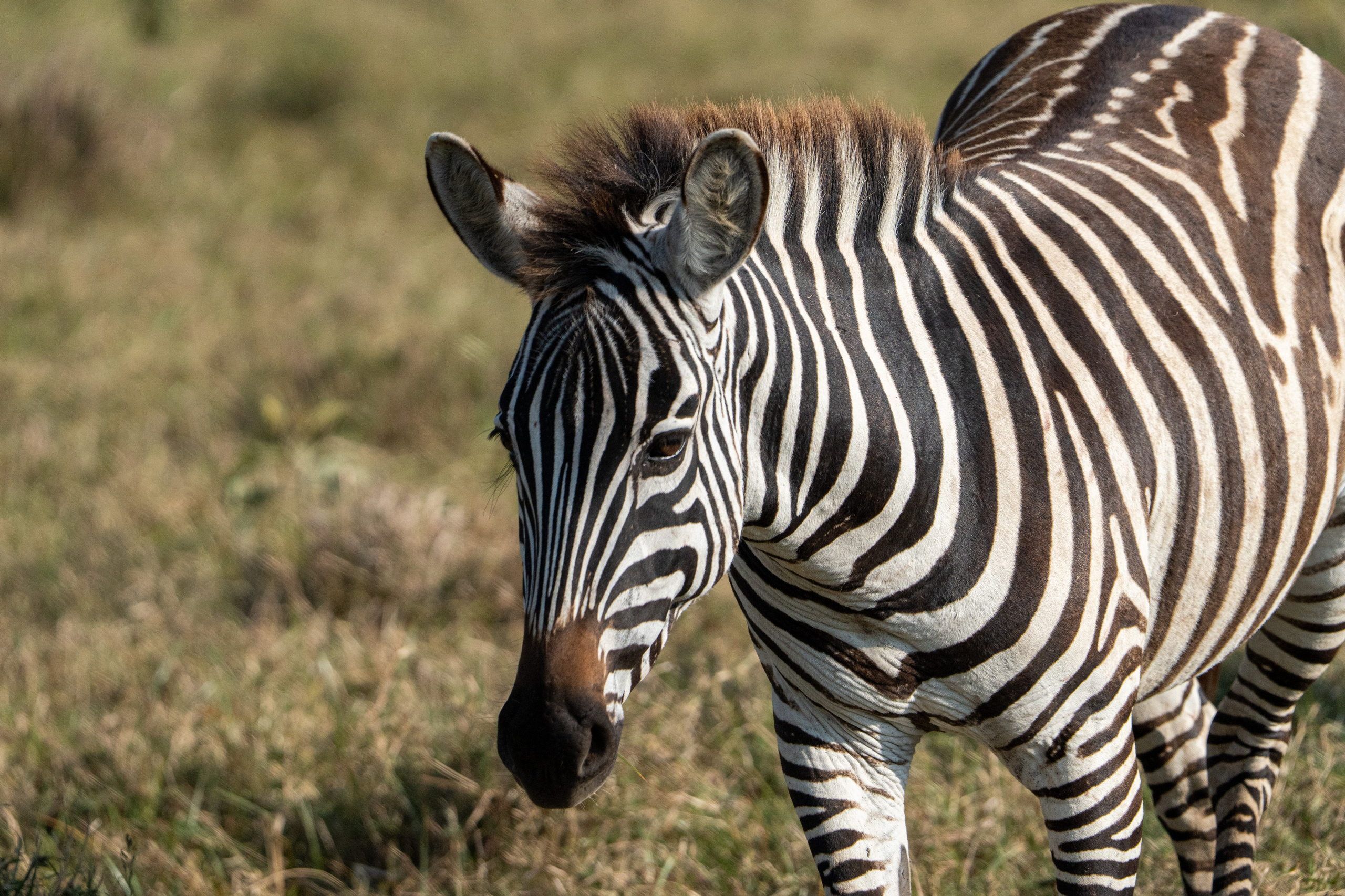 Танзания, сафари, 2025. Творческие сьемки