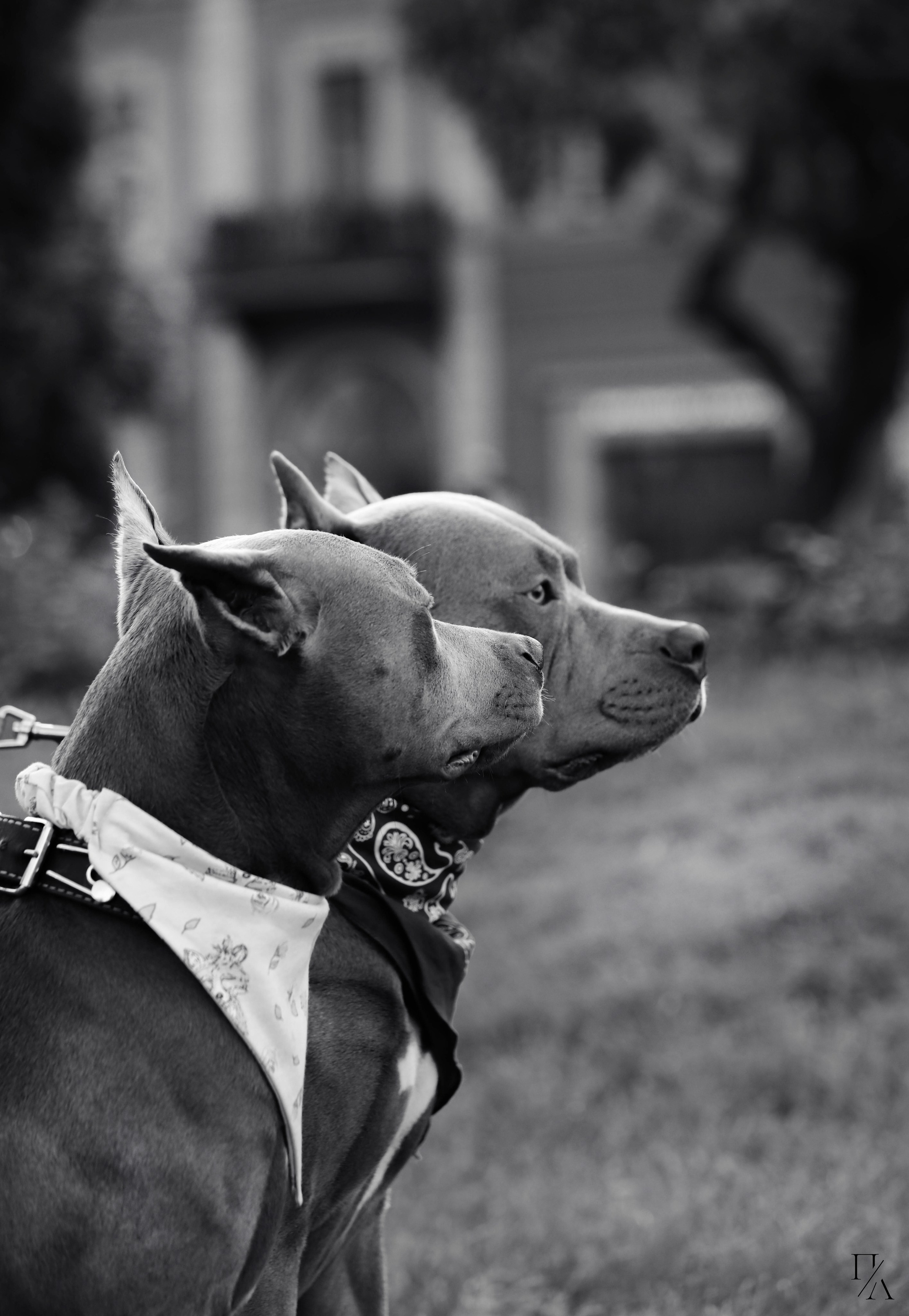 Рассветные фотосъёмки. Фотограф-анималист Павлова Любовь