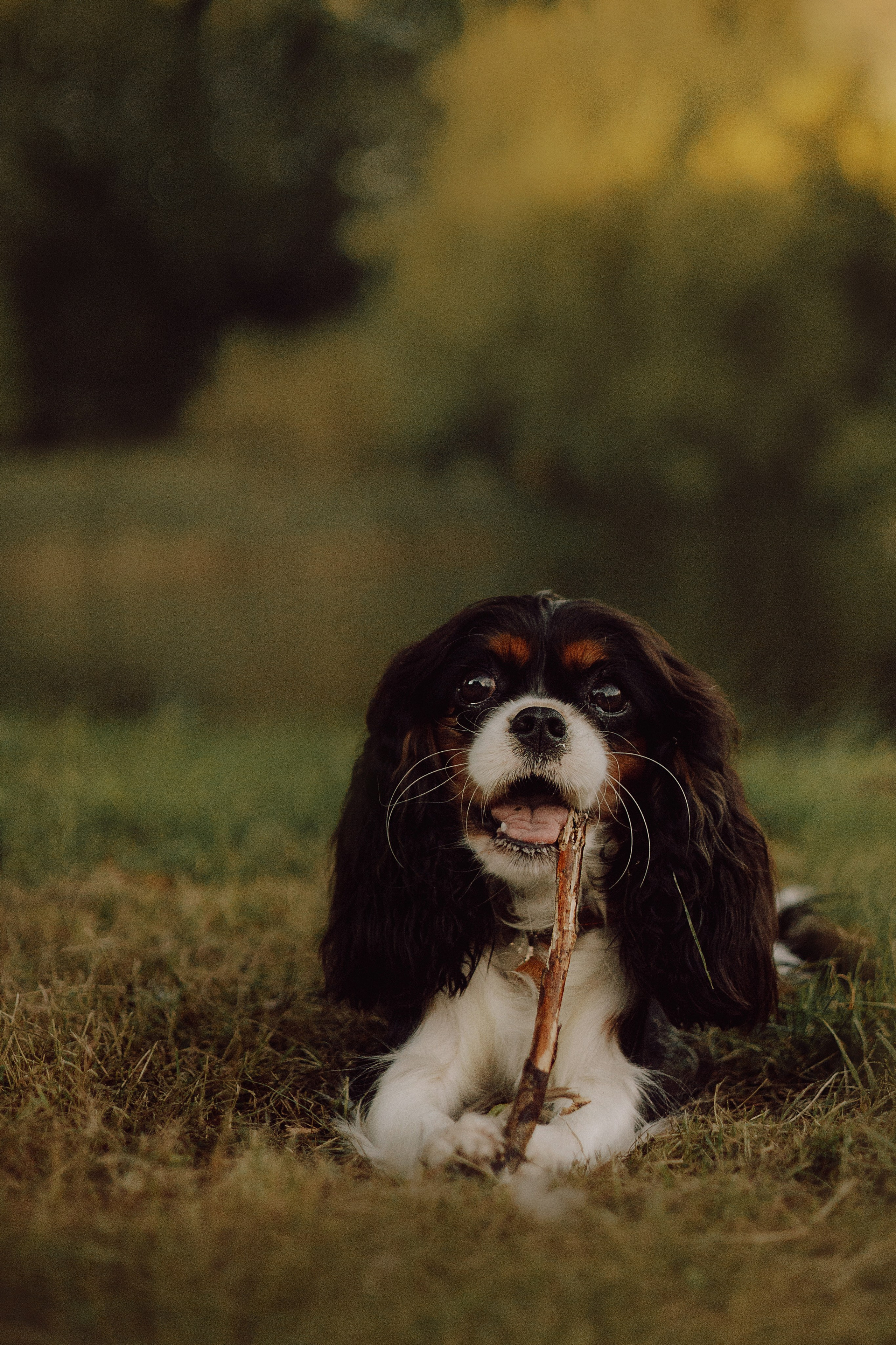 Один день из жизни Стеши и её родных. Фотограф — анималист •love-story•|Санкт-Петербург