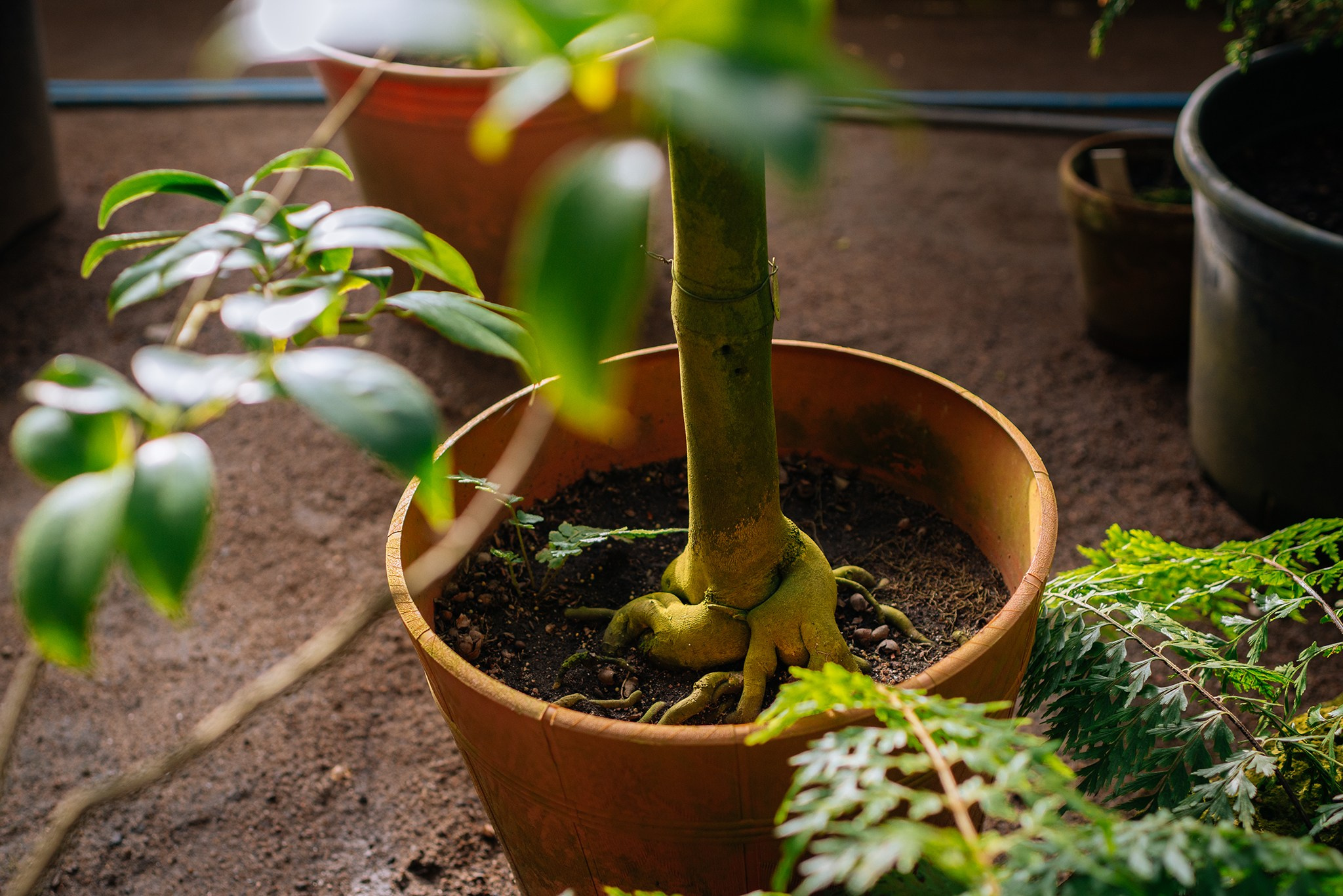 Ботанический сад. Субтропический маршрут. Март 26. Репортажный фотограф в Санкт-Петербурге Анастасия Клёпова