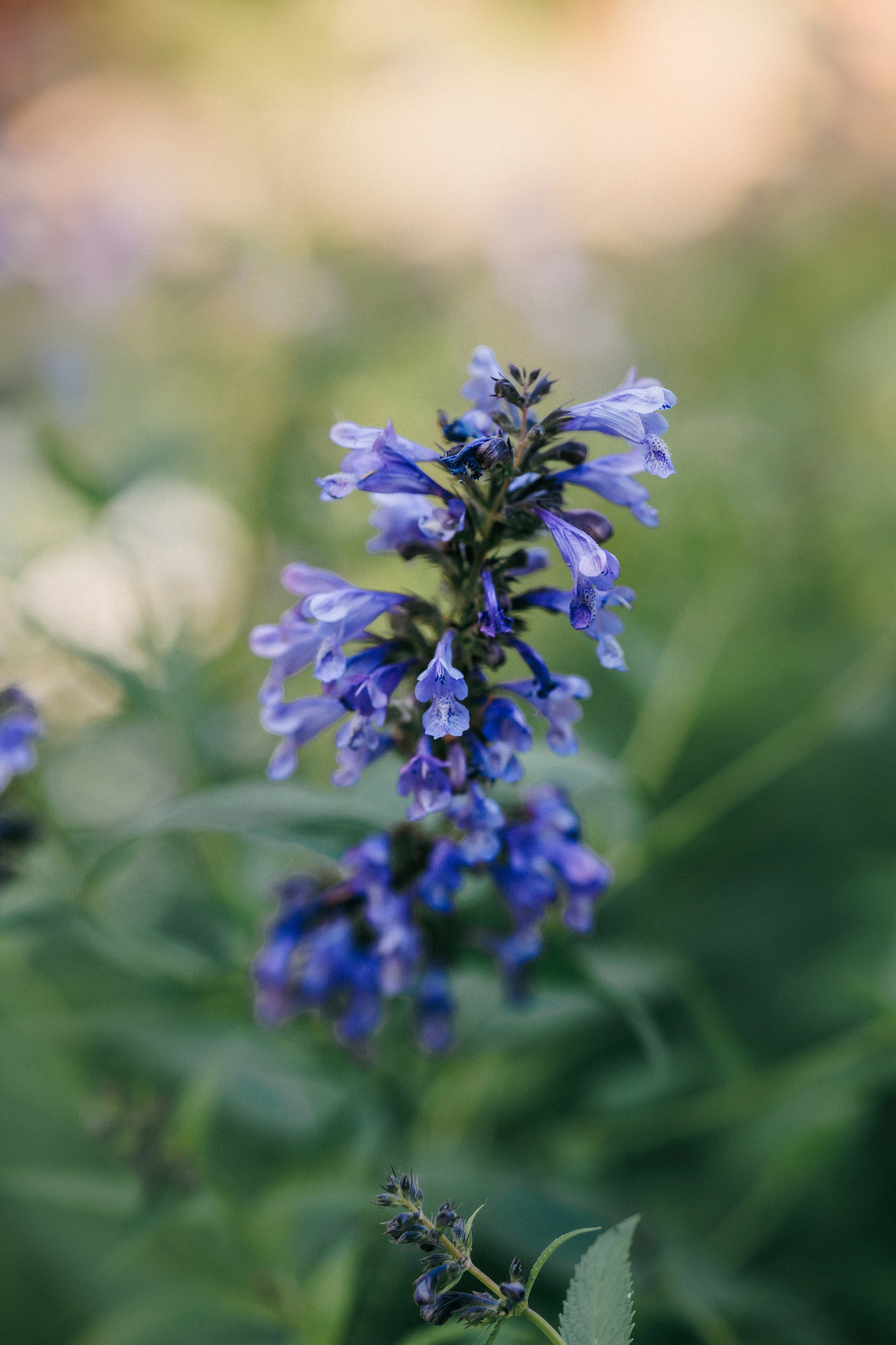 Марина, Данил и Бруно. Фотограф-анималист Елена Радченко, Москва