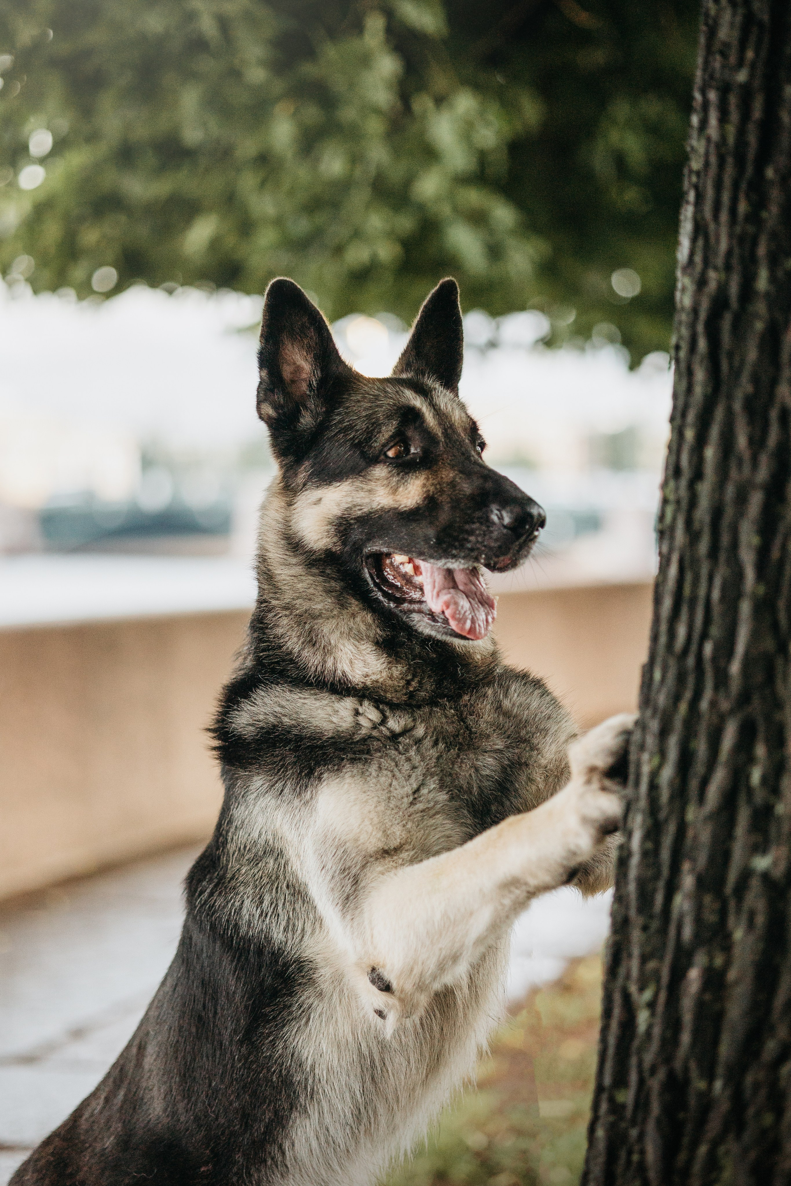 Рей и Ксения. Фотограф — Анималист | Санкт-Петербург