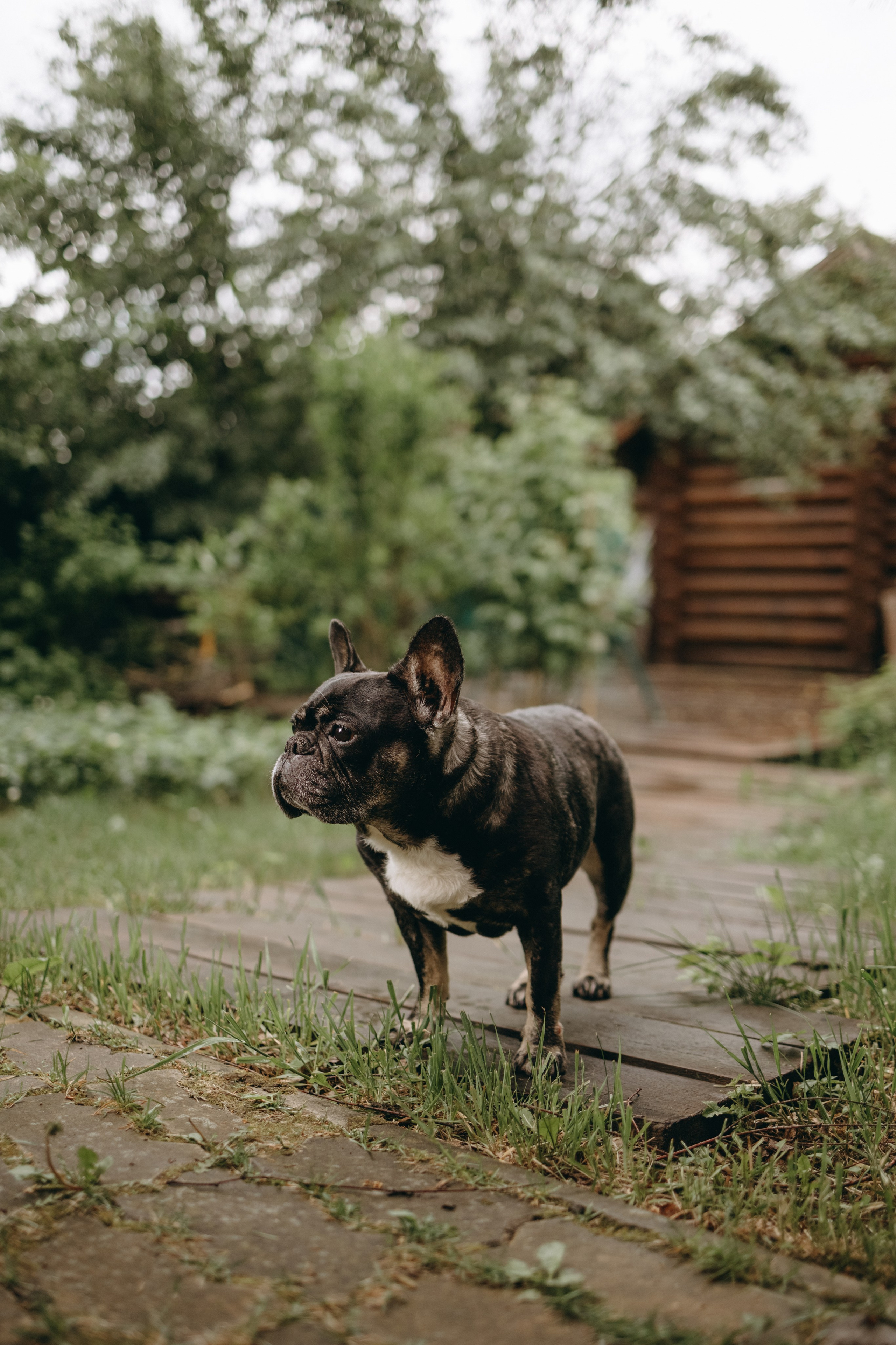 Софа и ее хвостики. Фотограф — Анималист | Санкт-Петербург