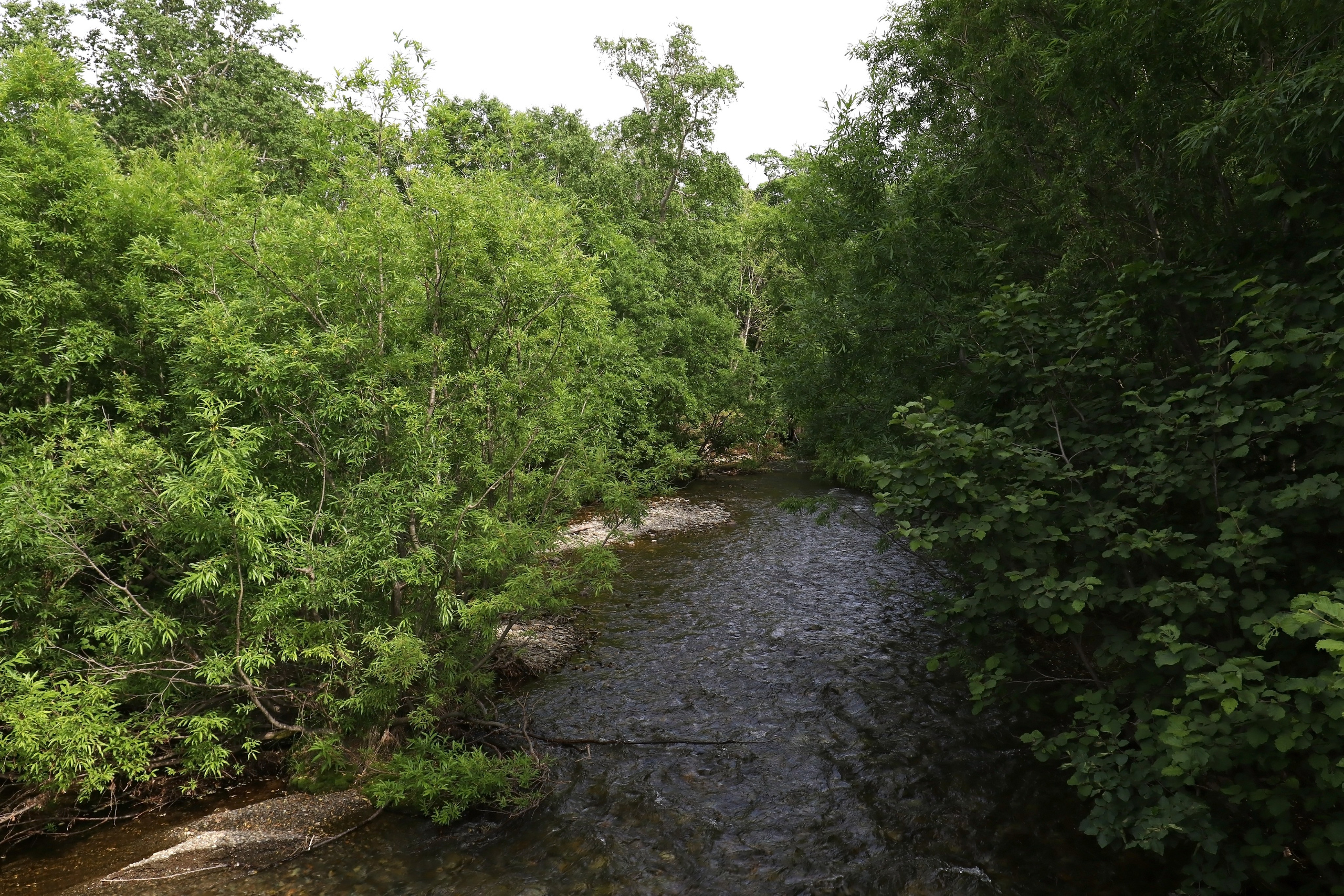 Камчатка и о. Парамушир. Июль 2024. Путешественник-фотограф из Санкт-Петербурга Татьяна Свистулина