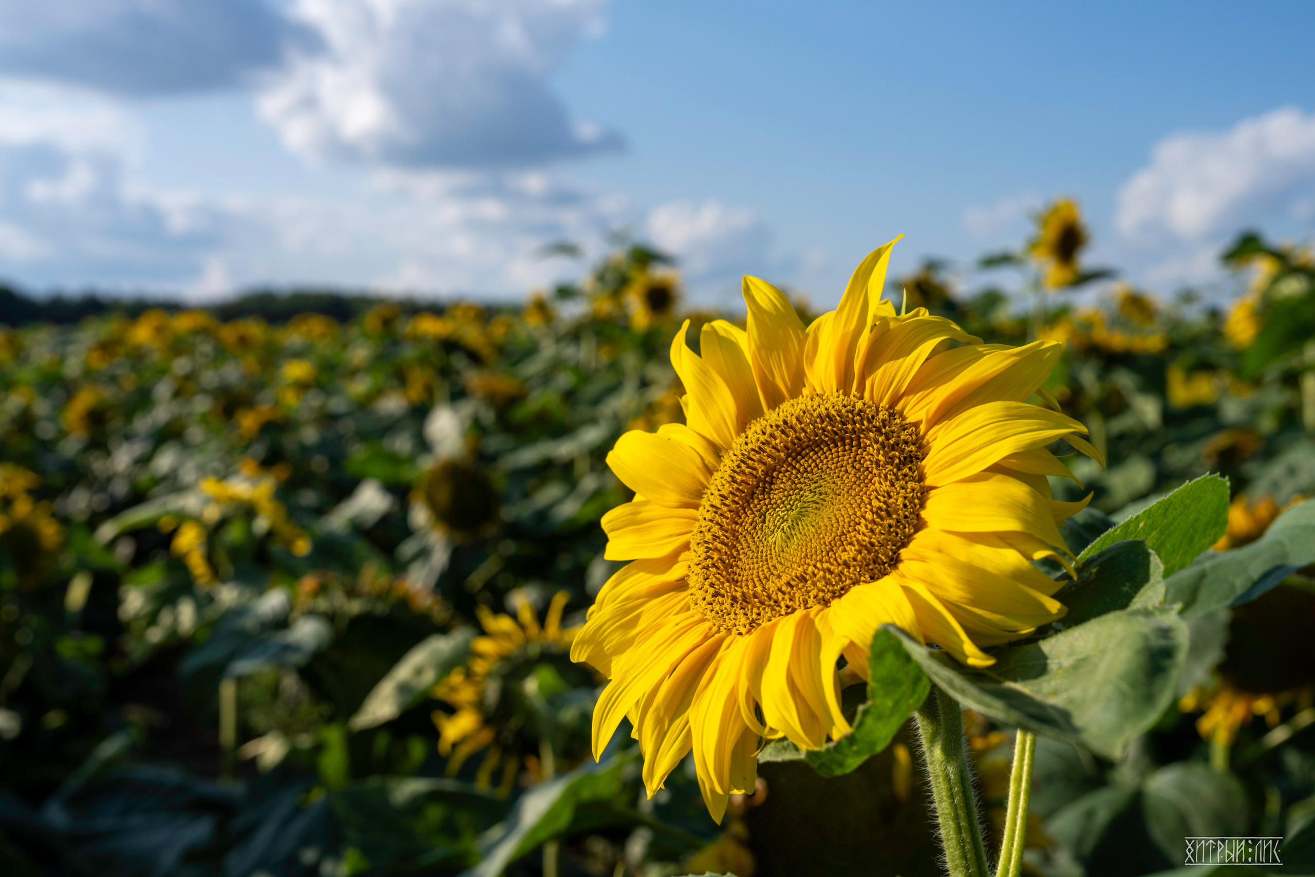 Беларусь. Фотограф-путешественник Самойлов Максим «Sly Fox»