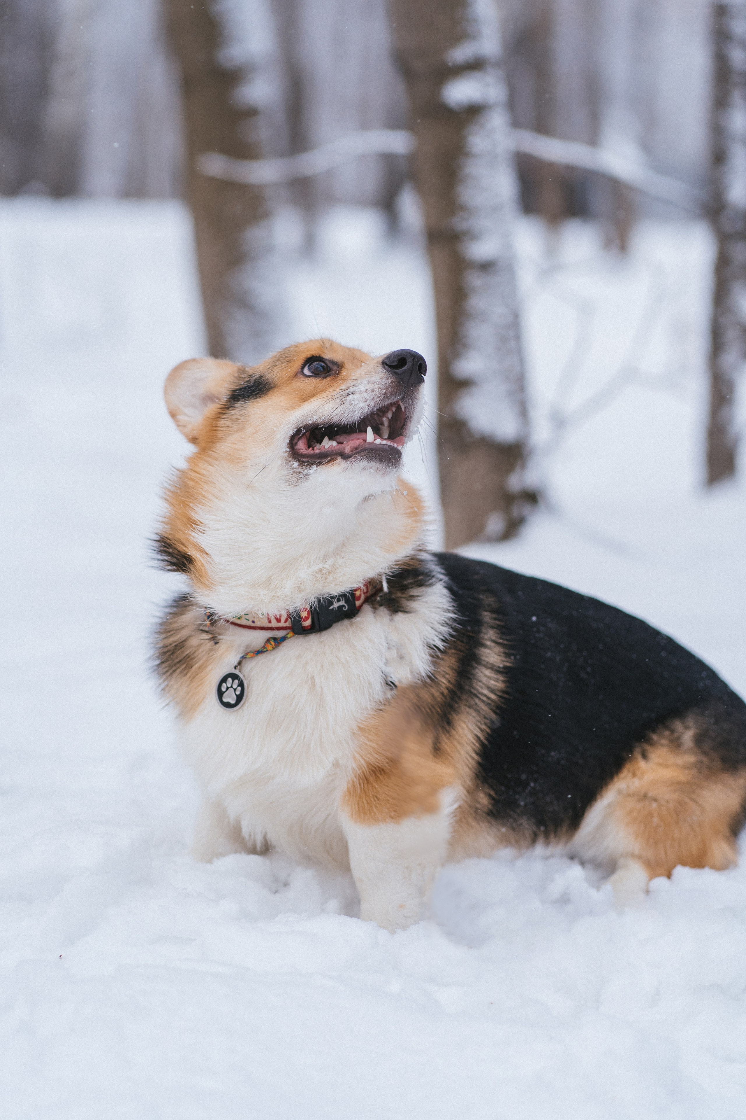 Каспер и Полина. Свадебный фотограф в Москве Анна Полушина