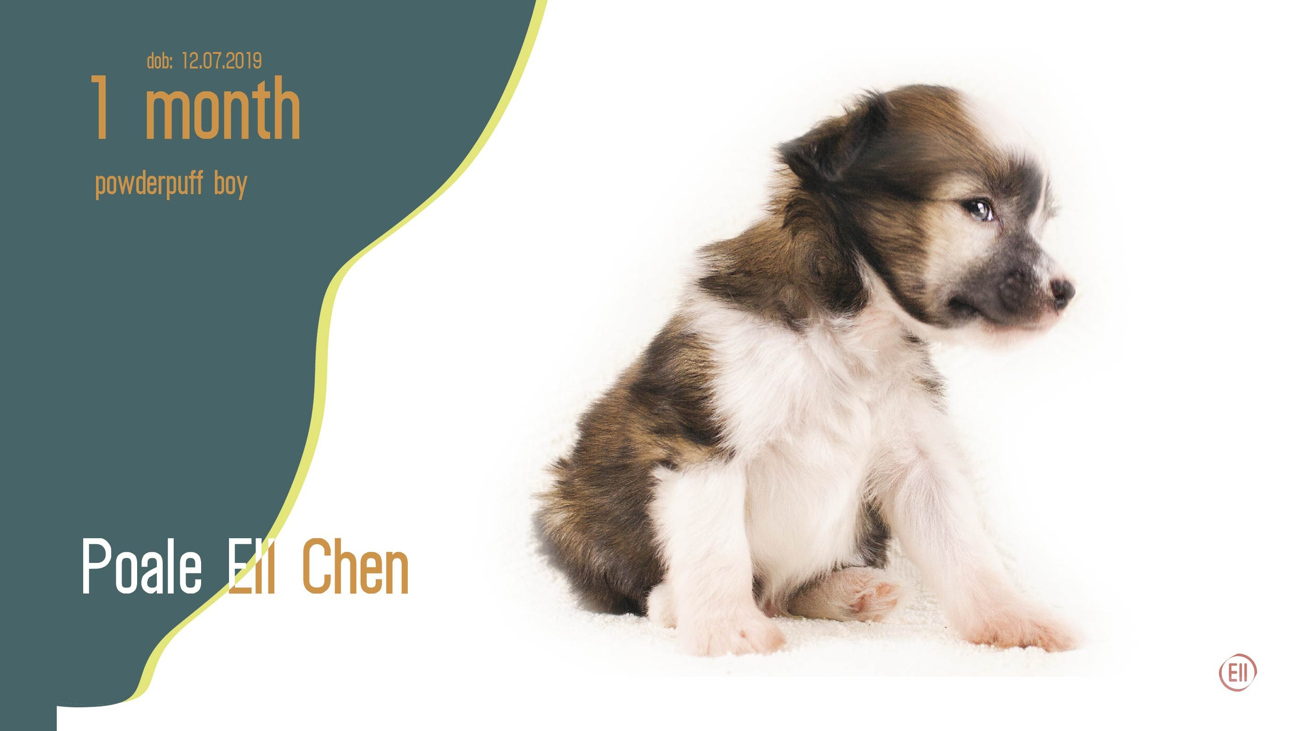 Litter C. Chinese Crested Dog Kennel Poale Ell
