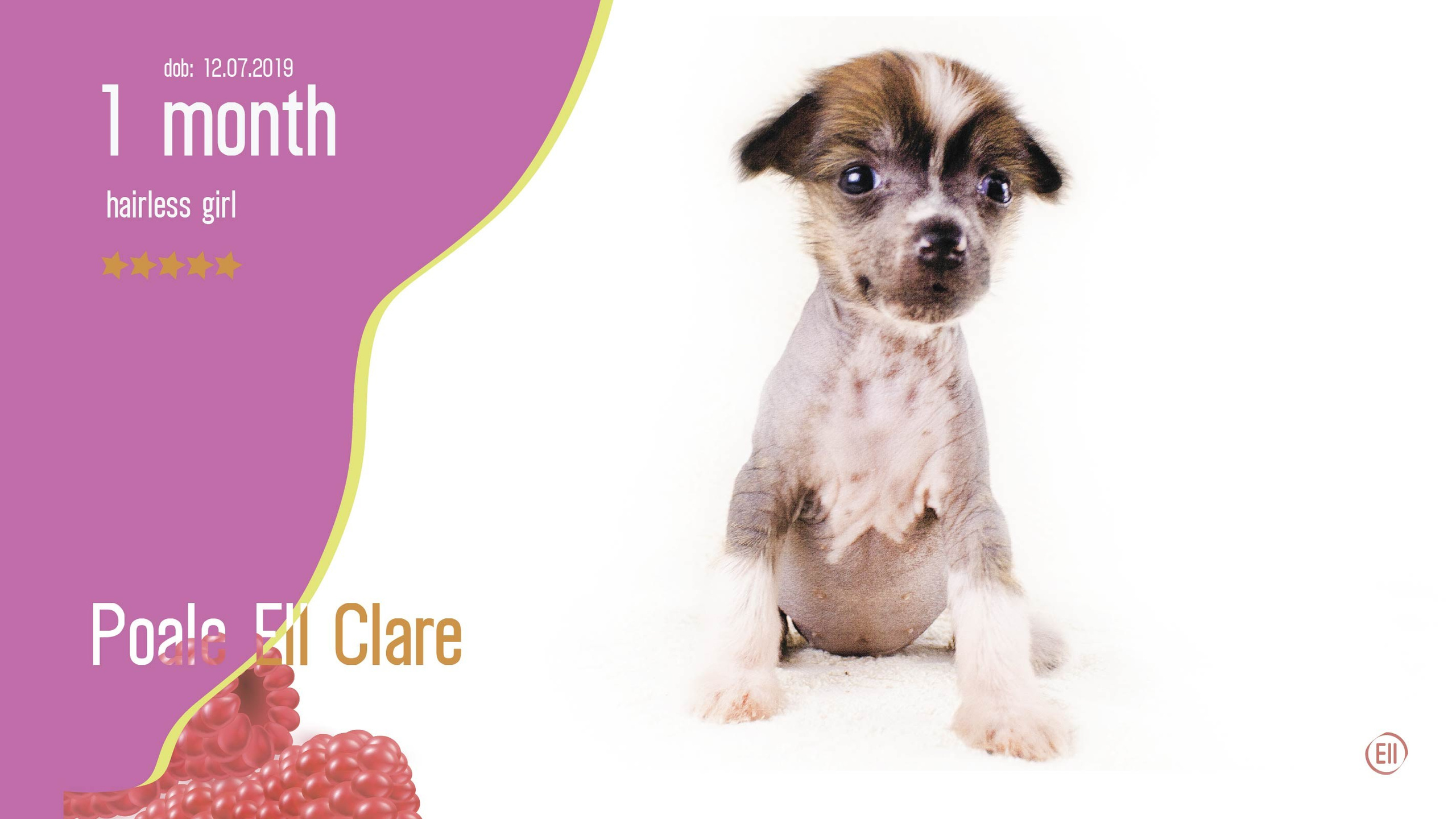 Litter C. Chinese Crested Dog Kennel Poale Ell