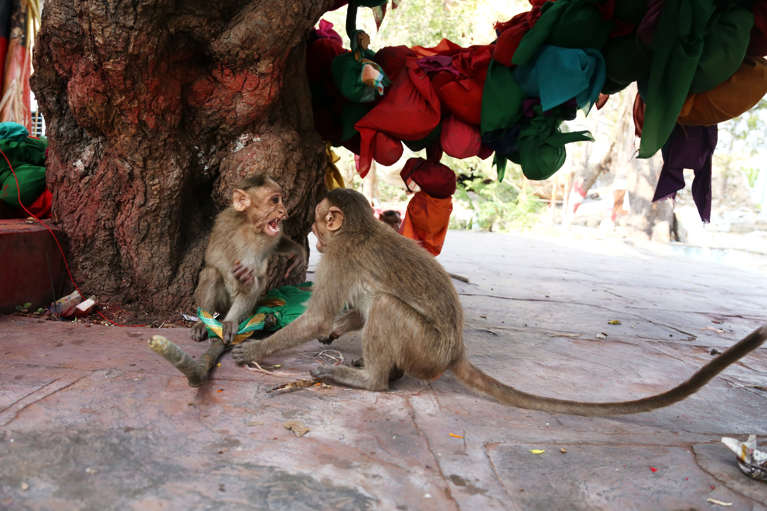 Индия 2019-2020. Фотограф Юля Постнова