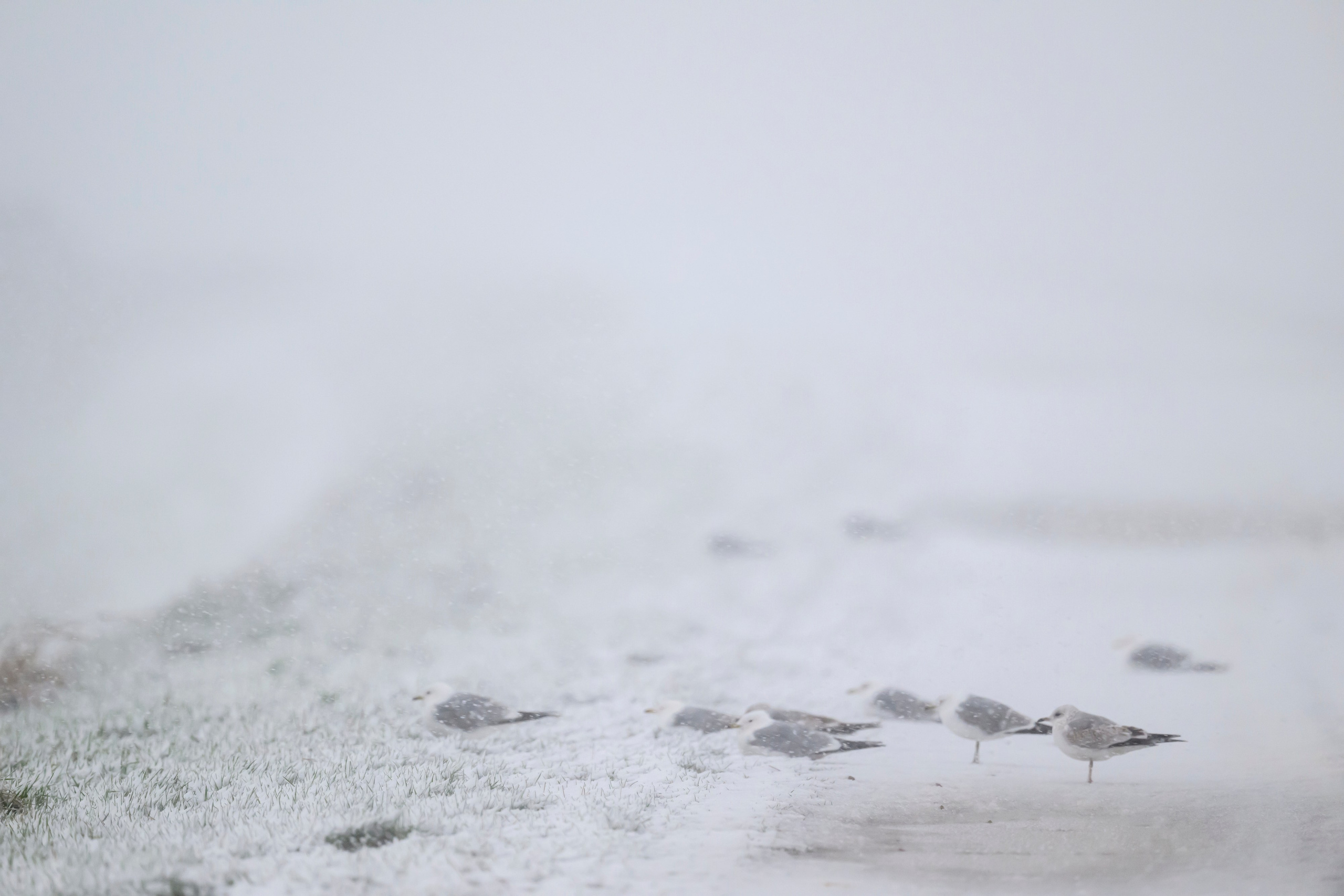 Метель. Фотограф Сергей Пупонин