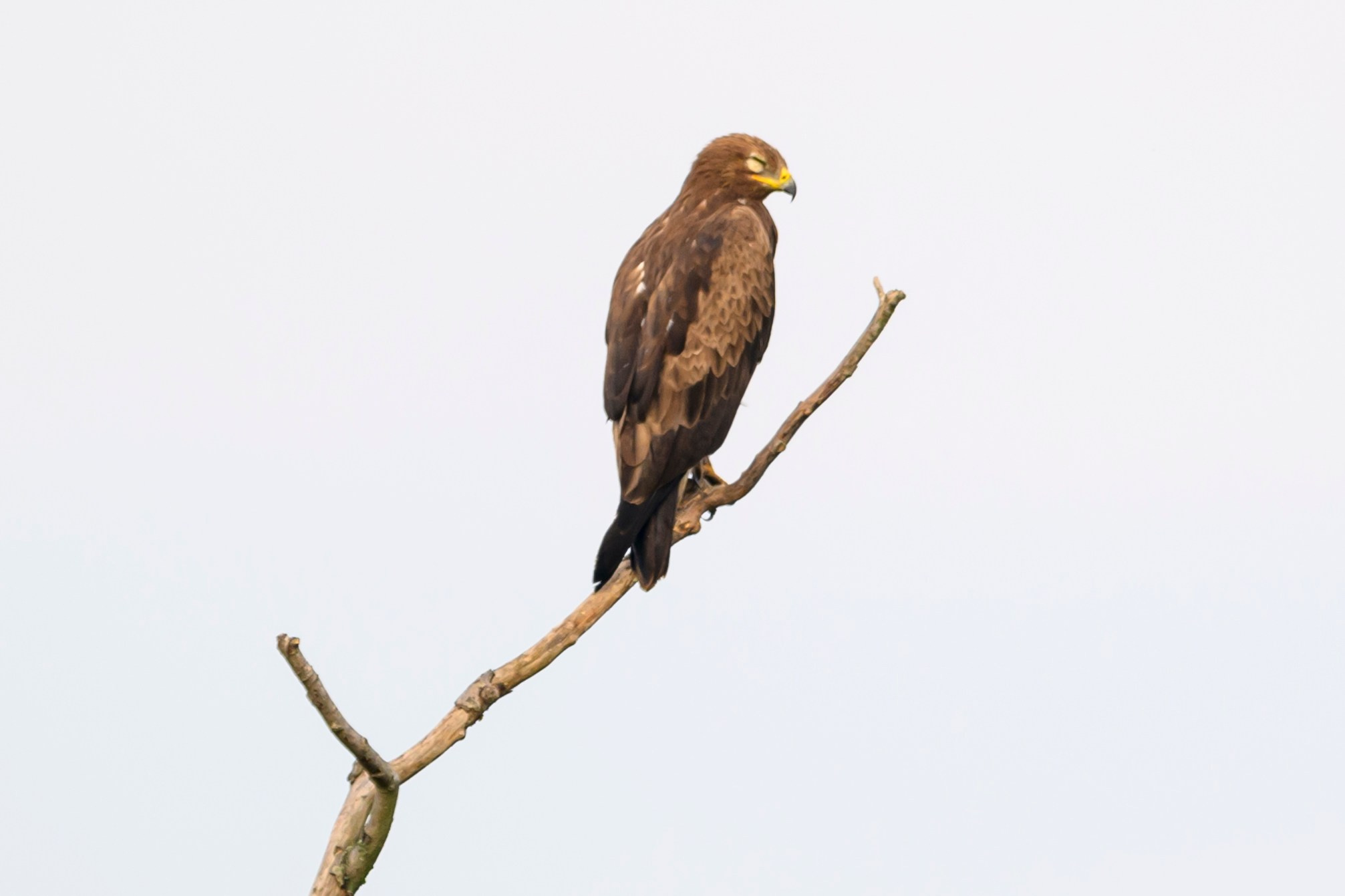 Горностай, чечевица и подорлик. Wildlife photography by Sergey Puponin