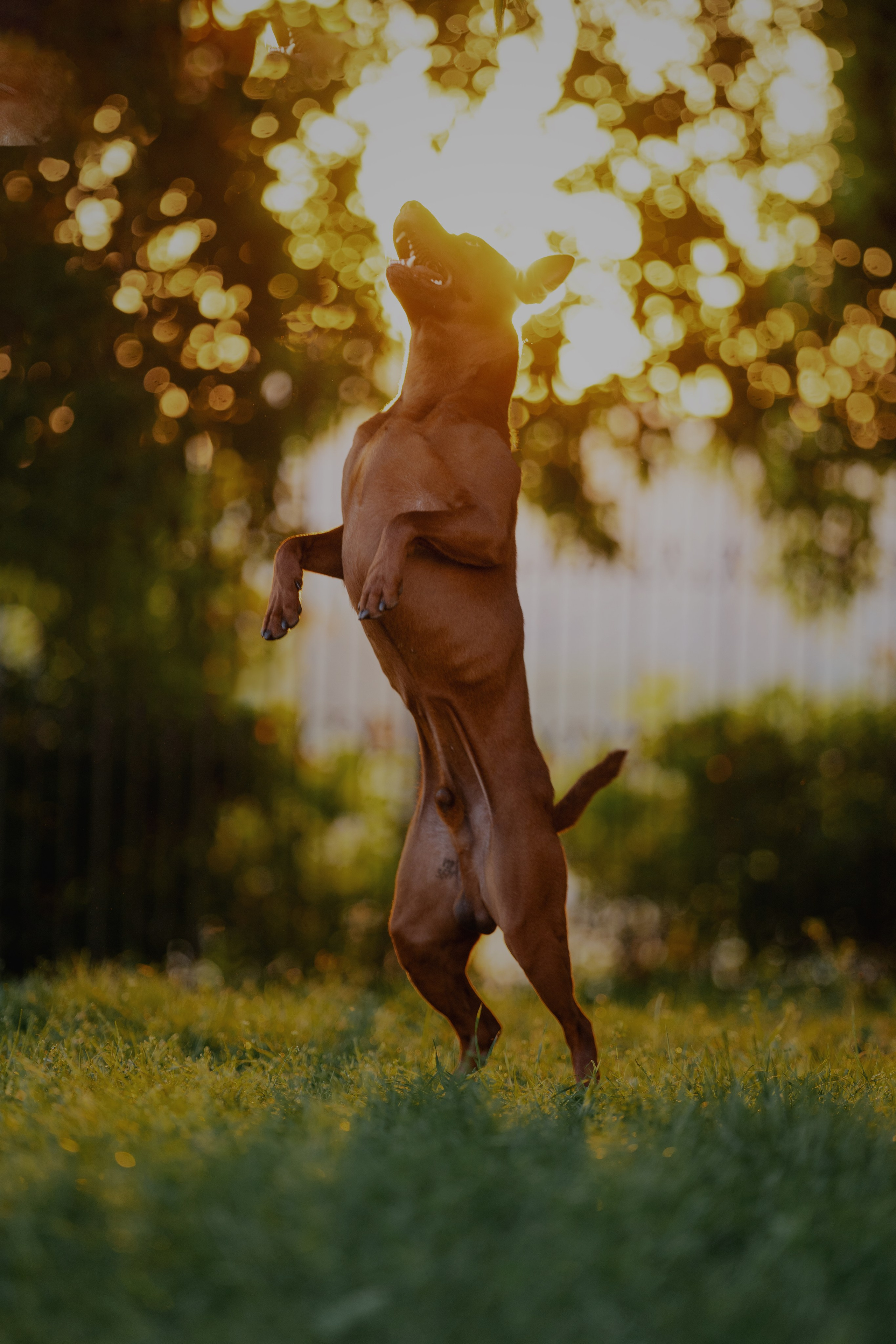 Лин + Вегас. Kameramotor74