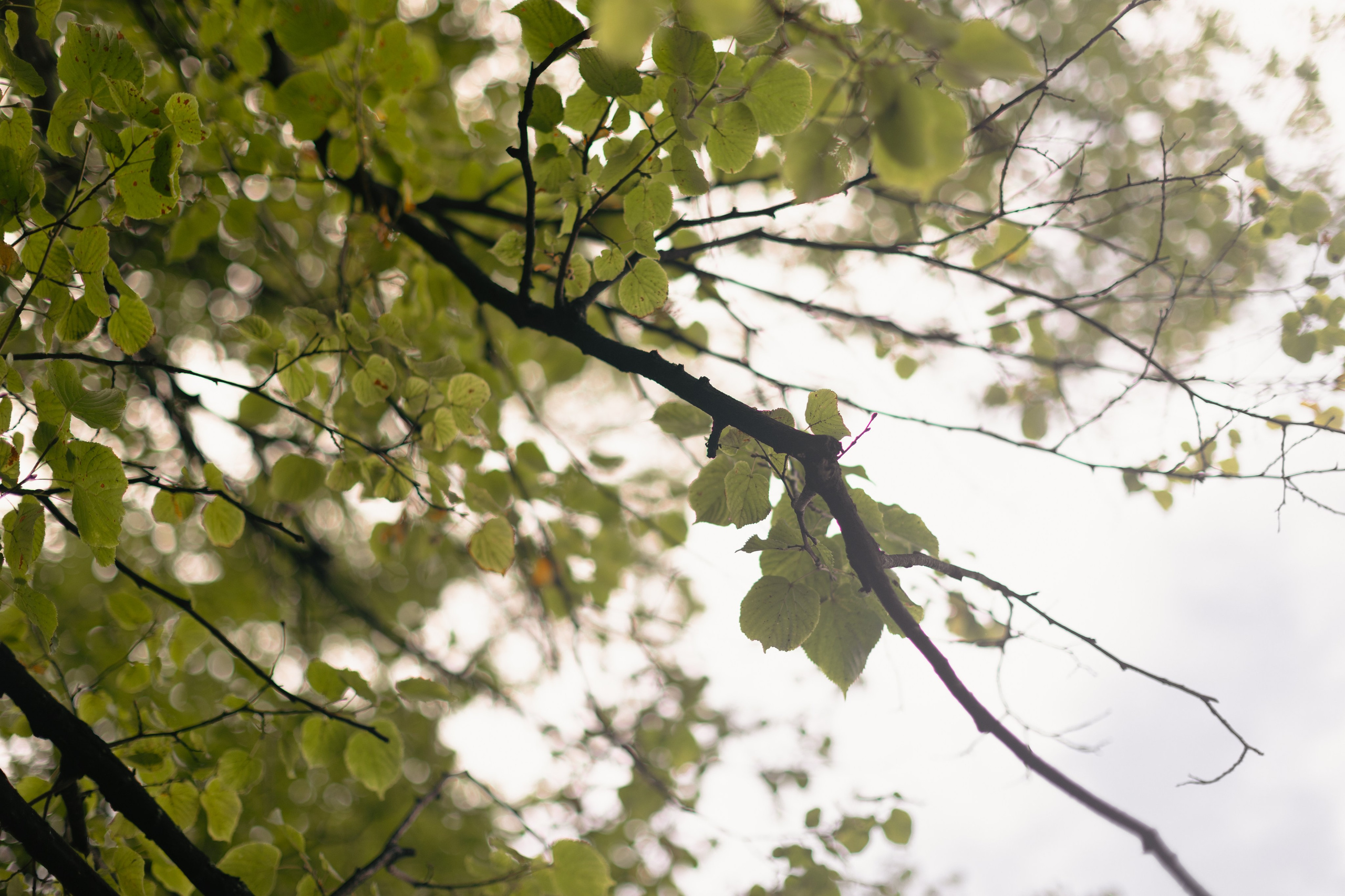 Денис и Ольга. @dariazphoto свадебный фотограф