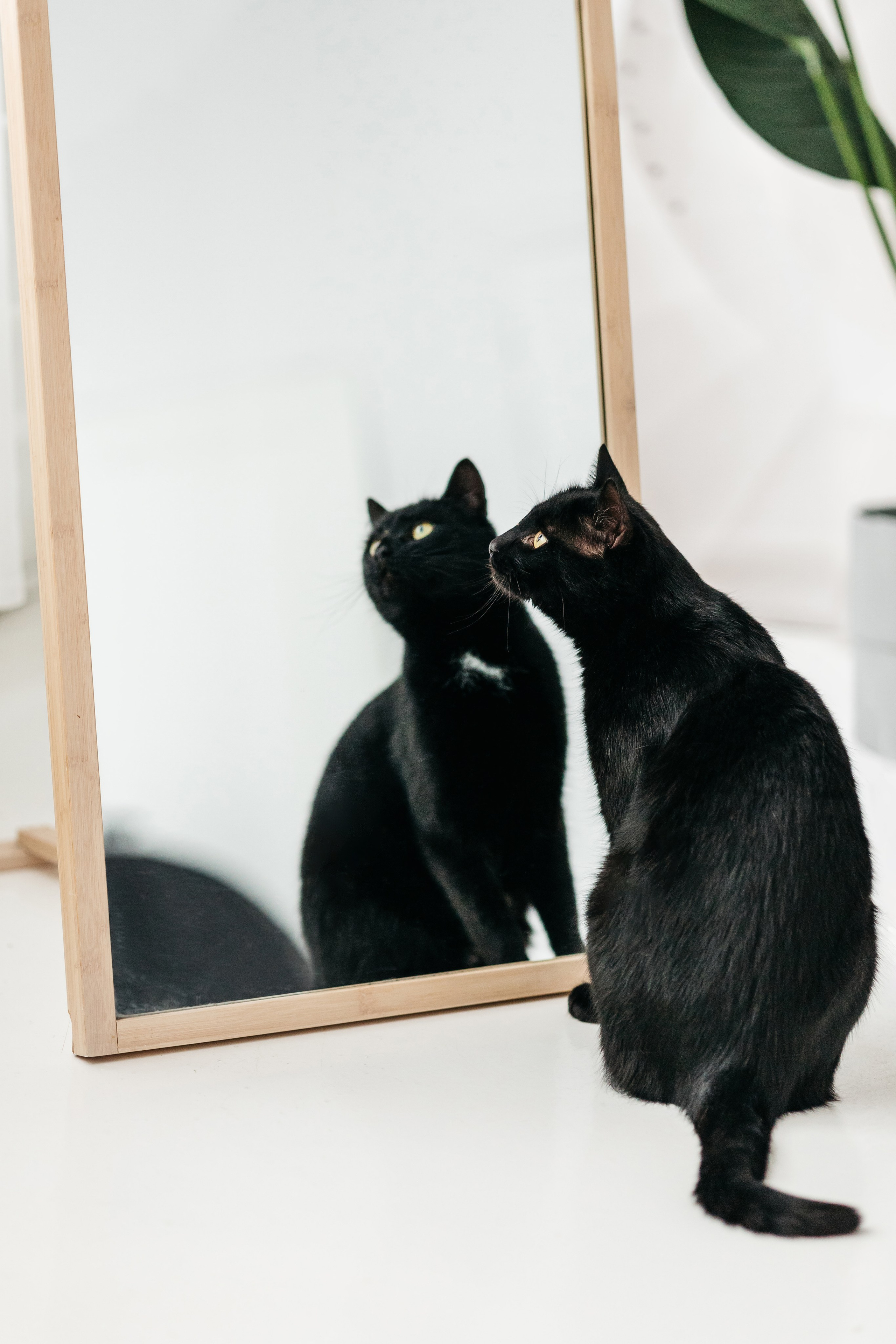 Кузя. Фотограф-анималист Елена Радченко, Москва