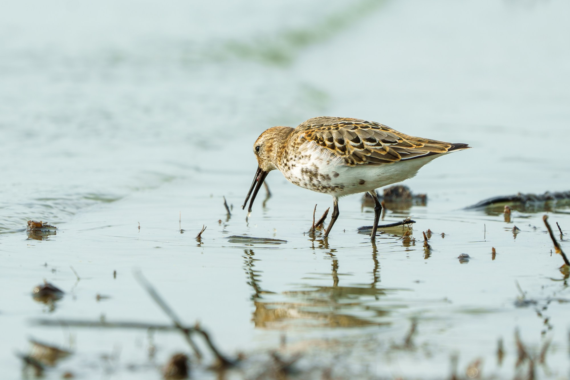 Удивительные мир птиц. Вокруг нас столько прекрасного — присмотритесь!. Ваш личный фотограф Марина Волкова