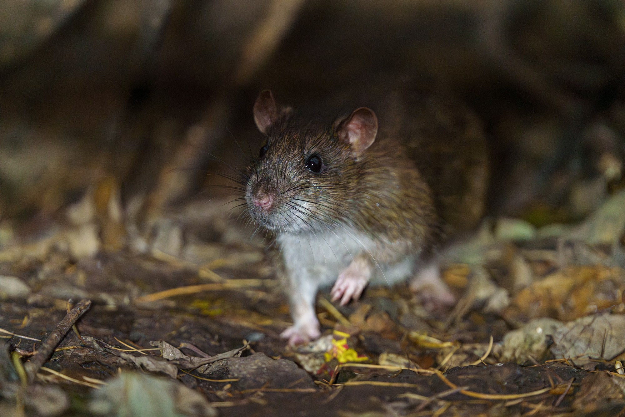 Животные. Ваш личный фотограф Марина Волкова
