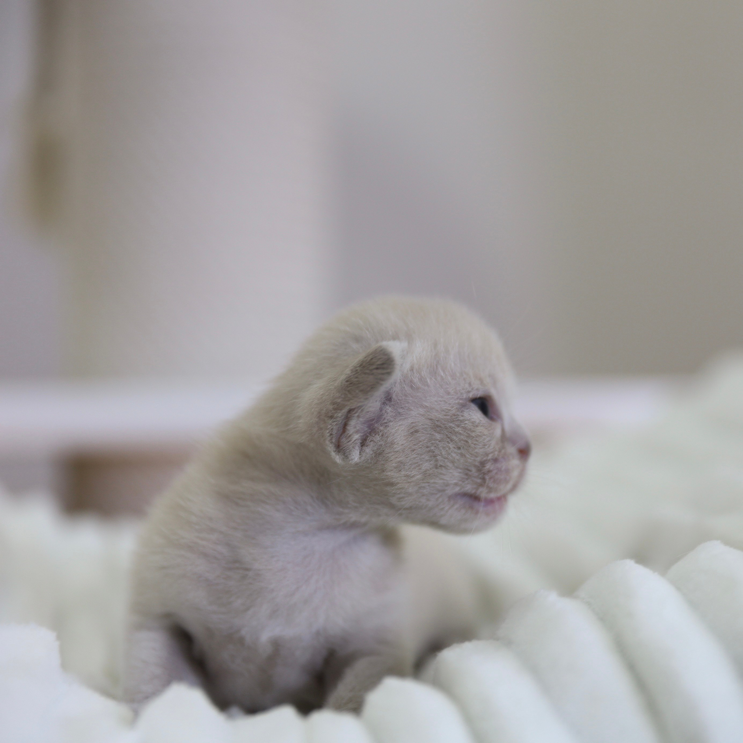 В. Питомник «Bouncy Life»