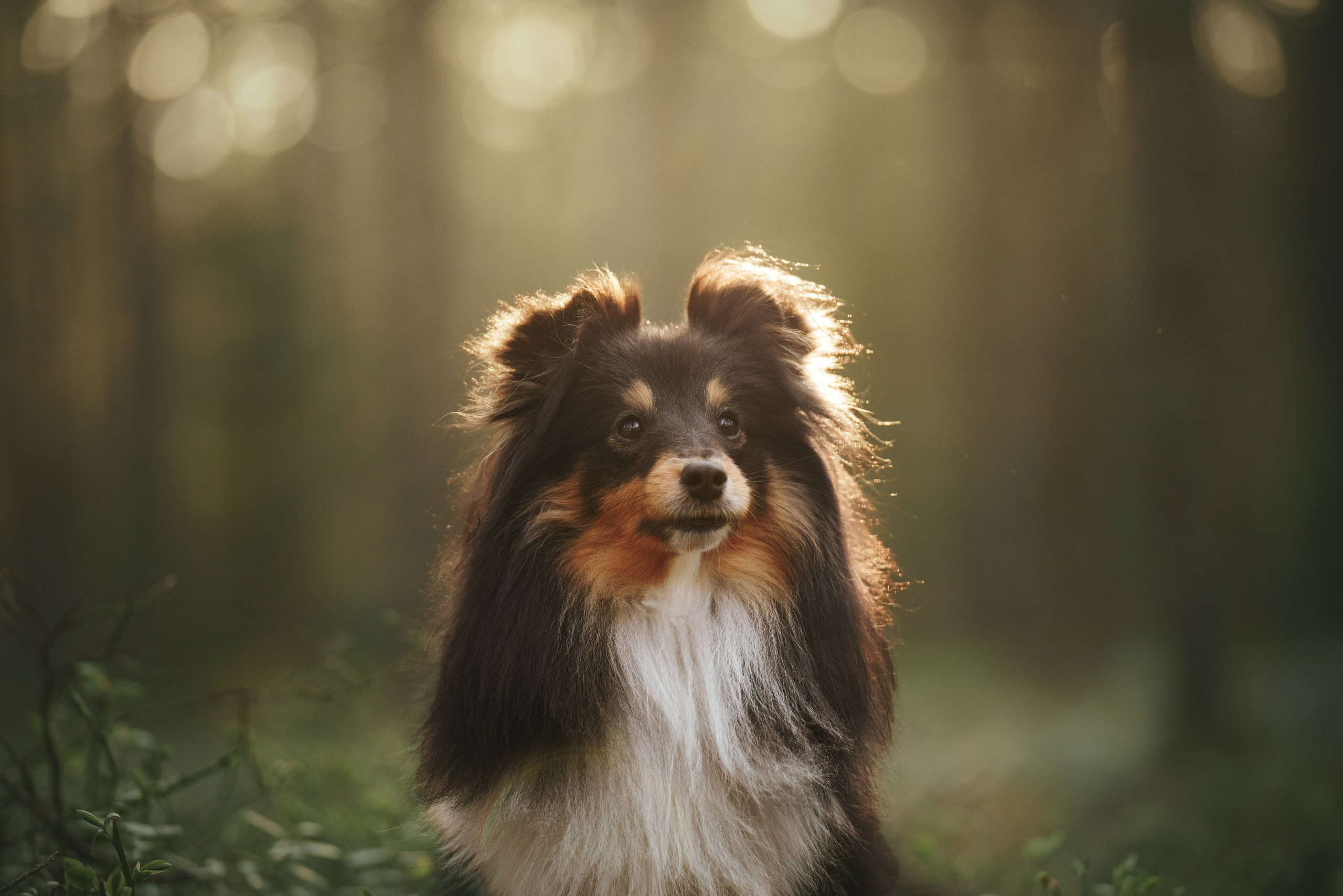 Мила и Лейла. Фотограф анималист Осипчикова Мария