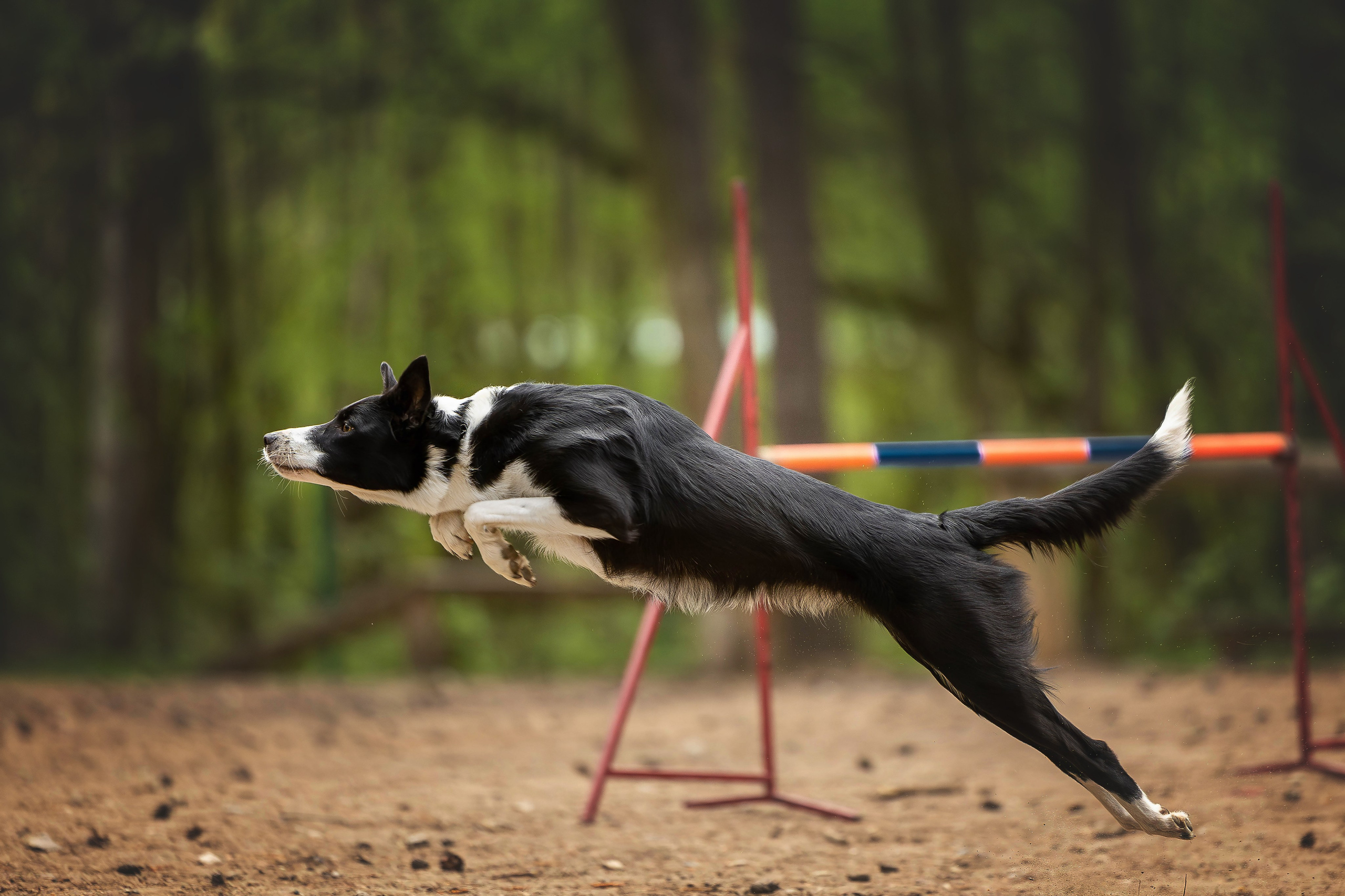 Тренировка аджилити. Фотограф Анималист в Перми Анастасия Остерман