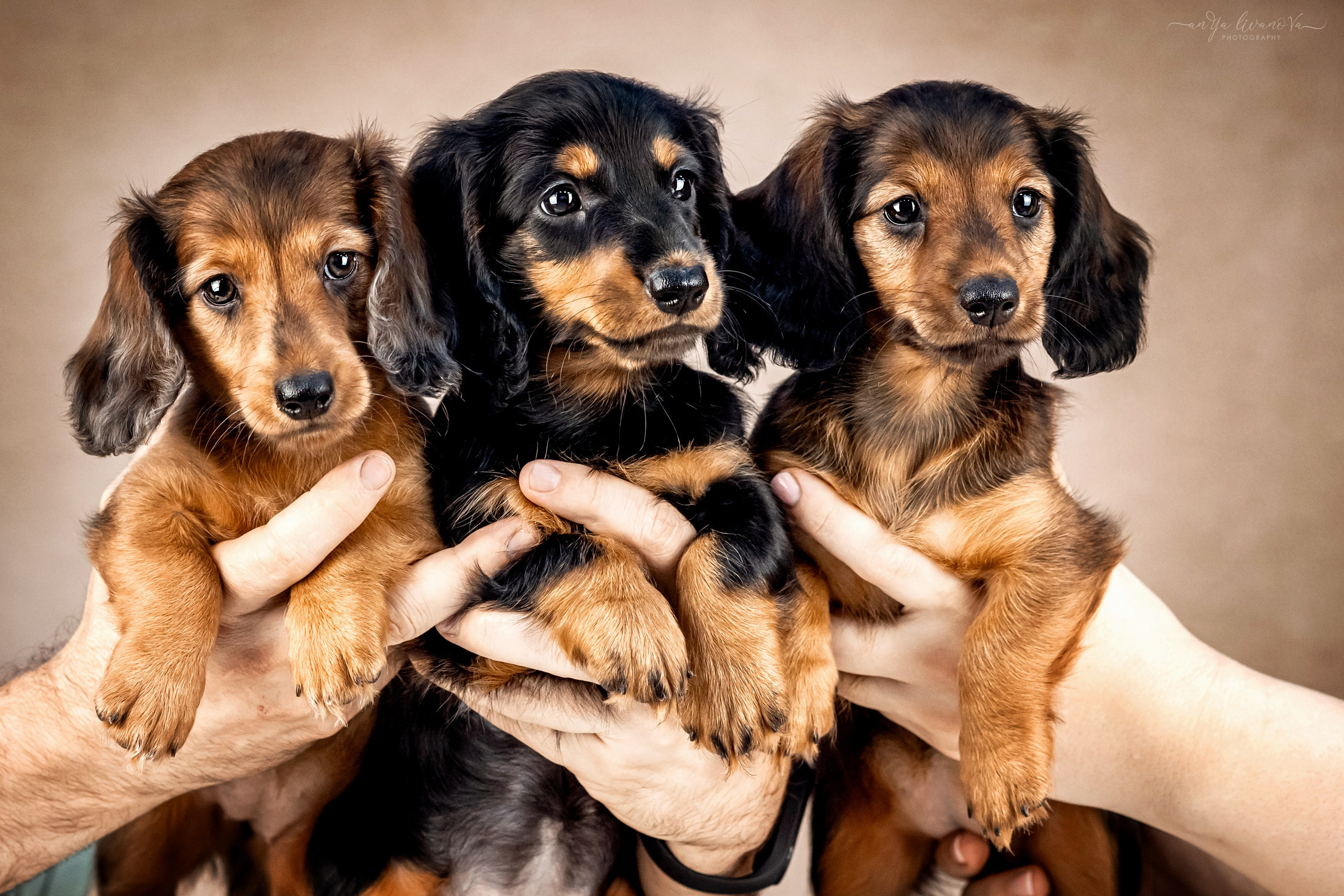Таксята. Фотограф анималист Аня Ливанова | Рыбинск