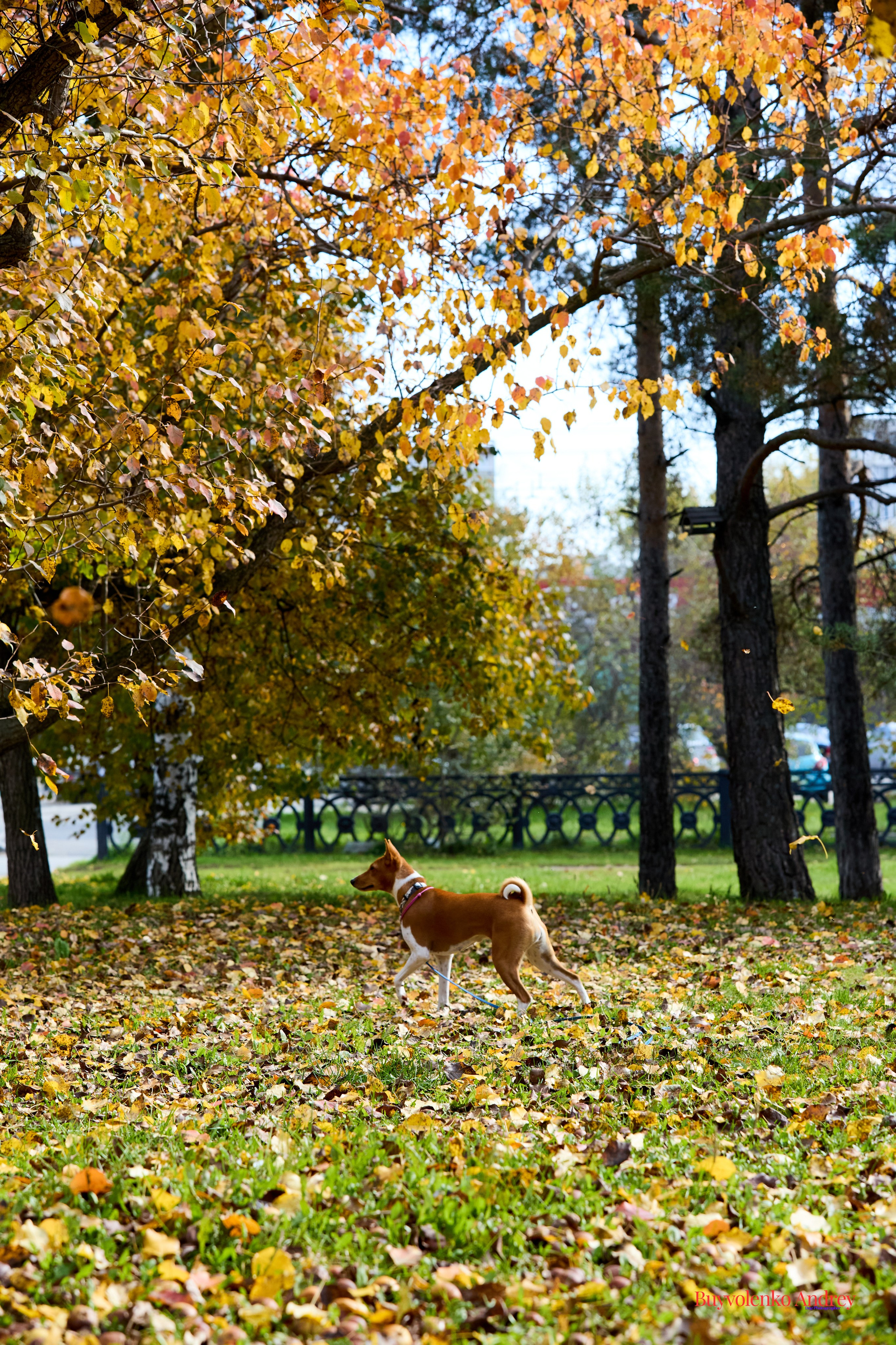 Басенджи и Аусси 21.09.2025. Buyvolenko Andrey