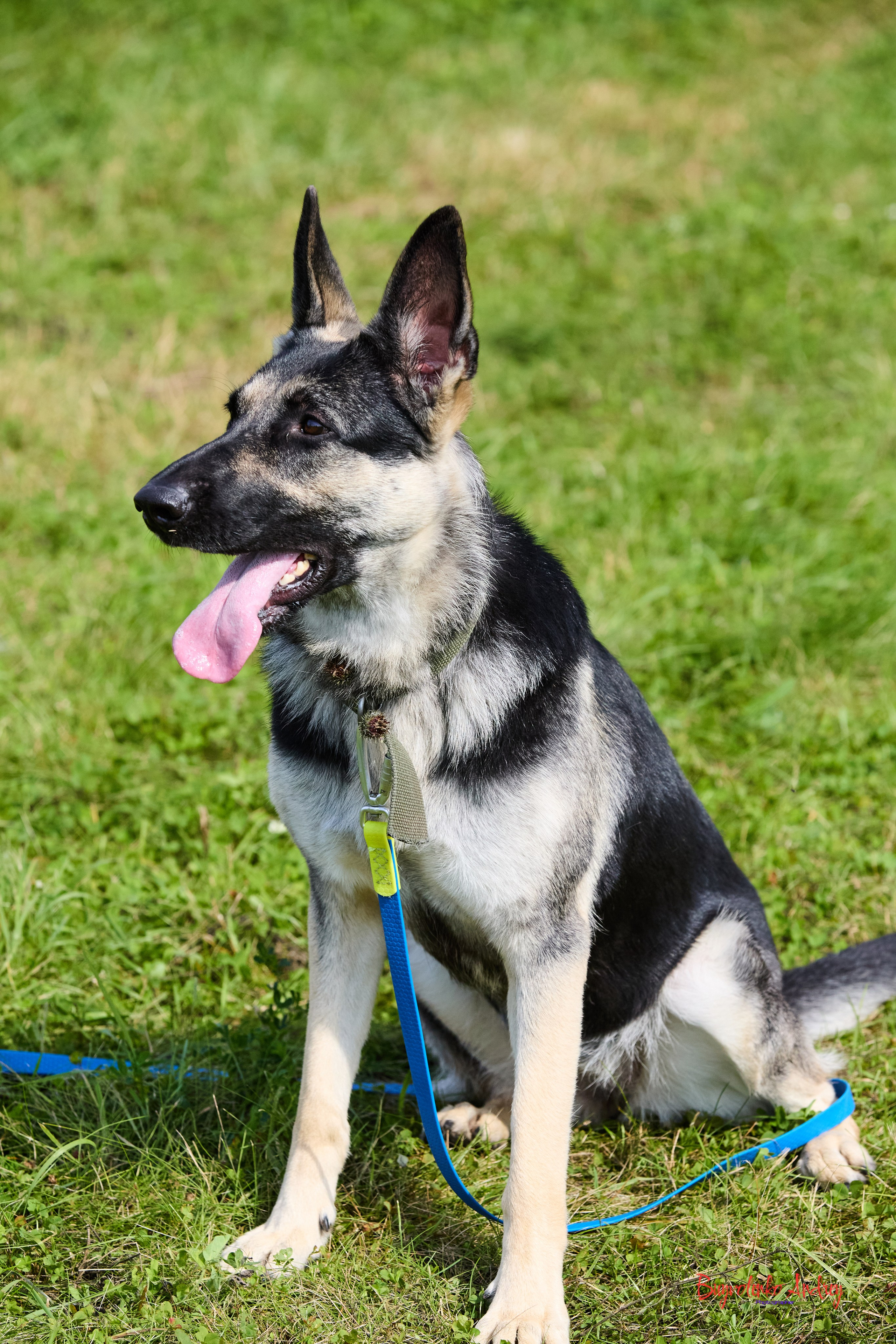 Проект фотопрогулка с хвостиком. Buyvolenko Andrey