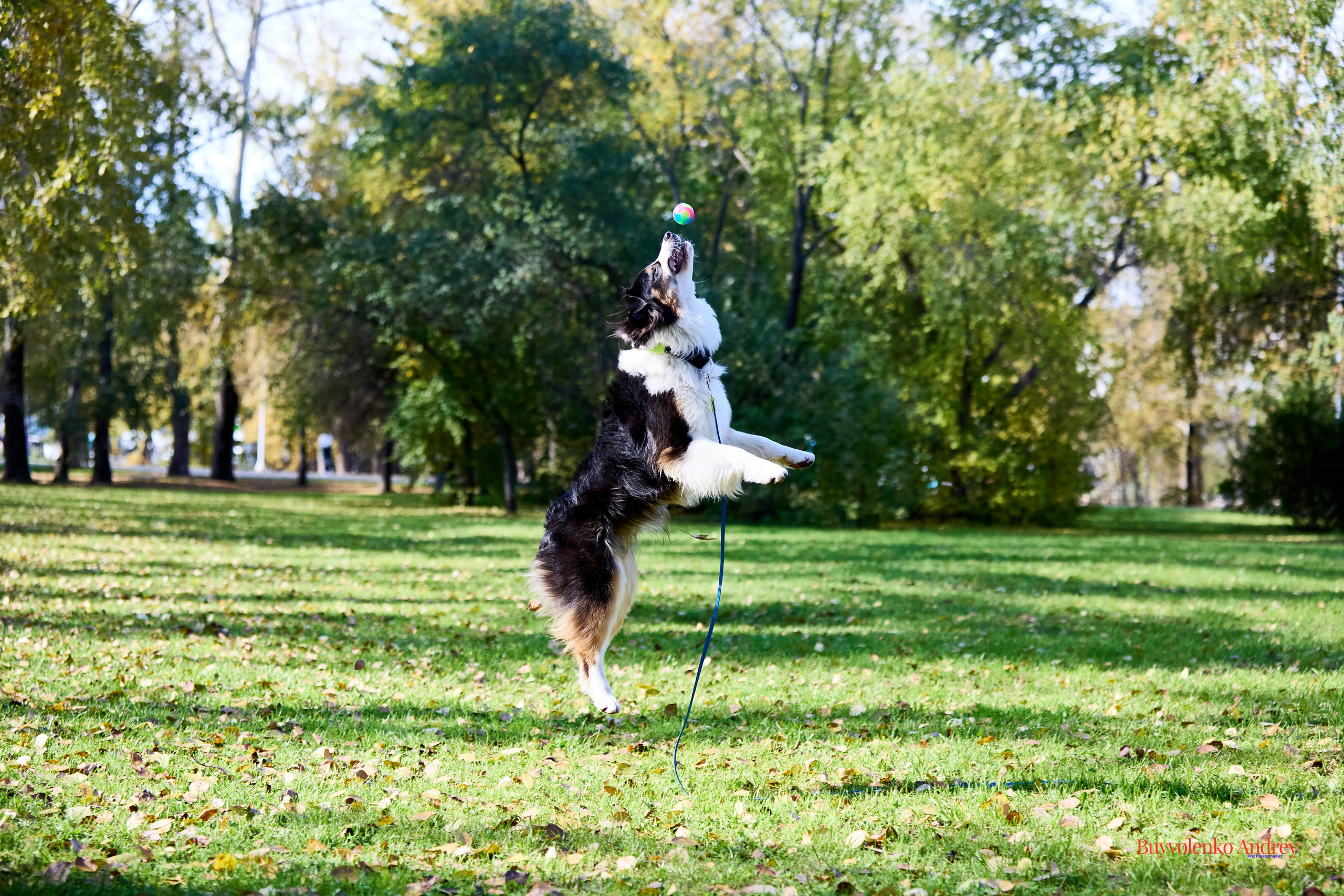 Басенджи и Аусси 21.09.2025. Buyvolenko Andrey