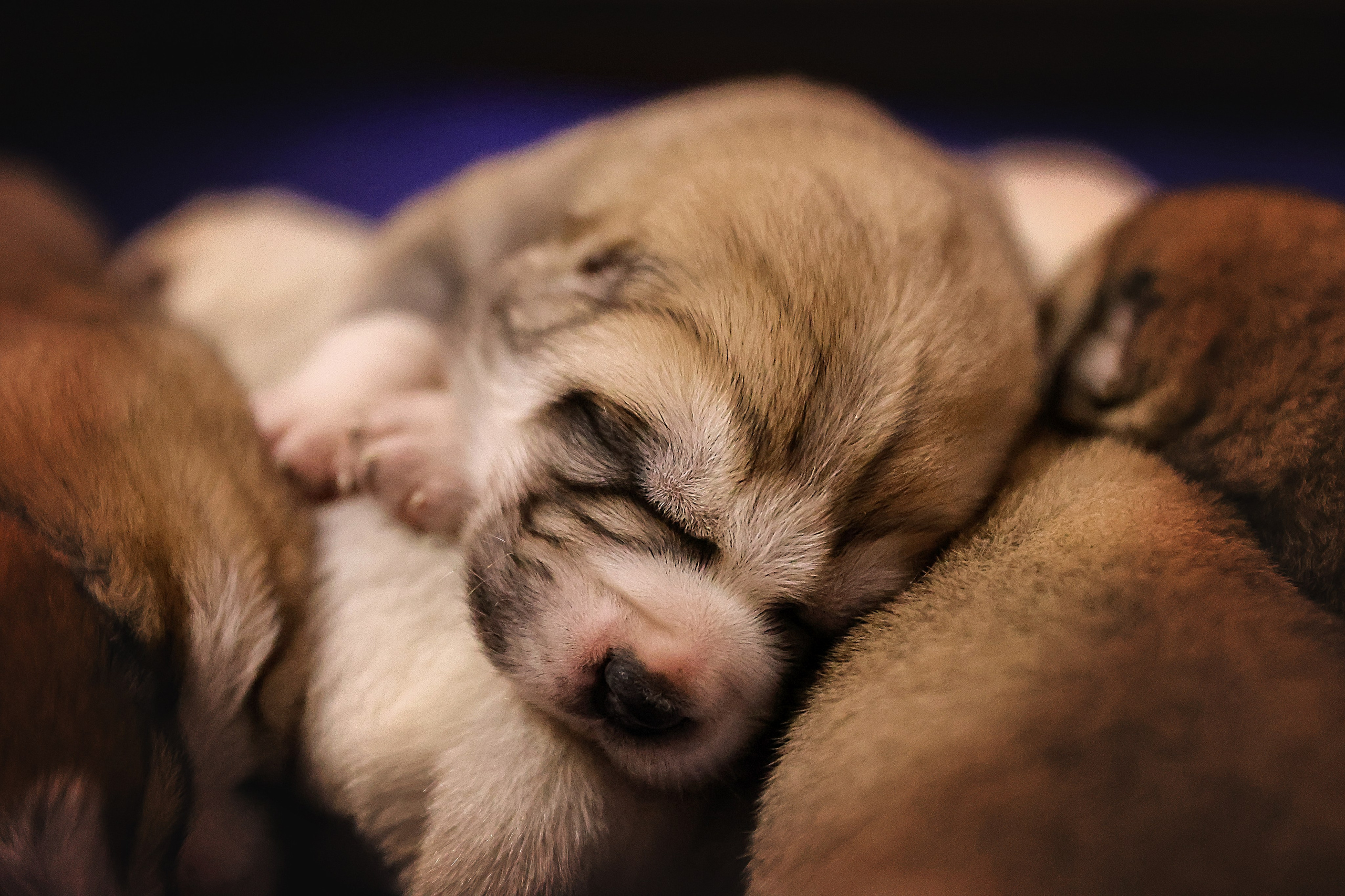 ФОТОССЕСИЯ ЩЕНКОВ. Фотограф-АниМалист Анна Абрамова