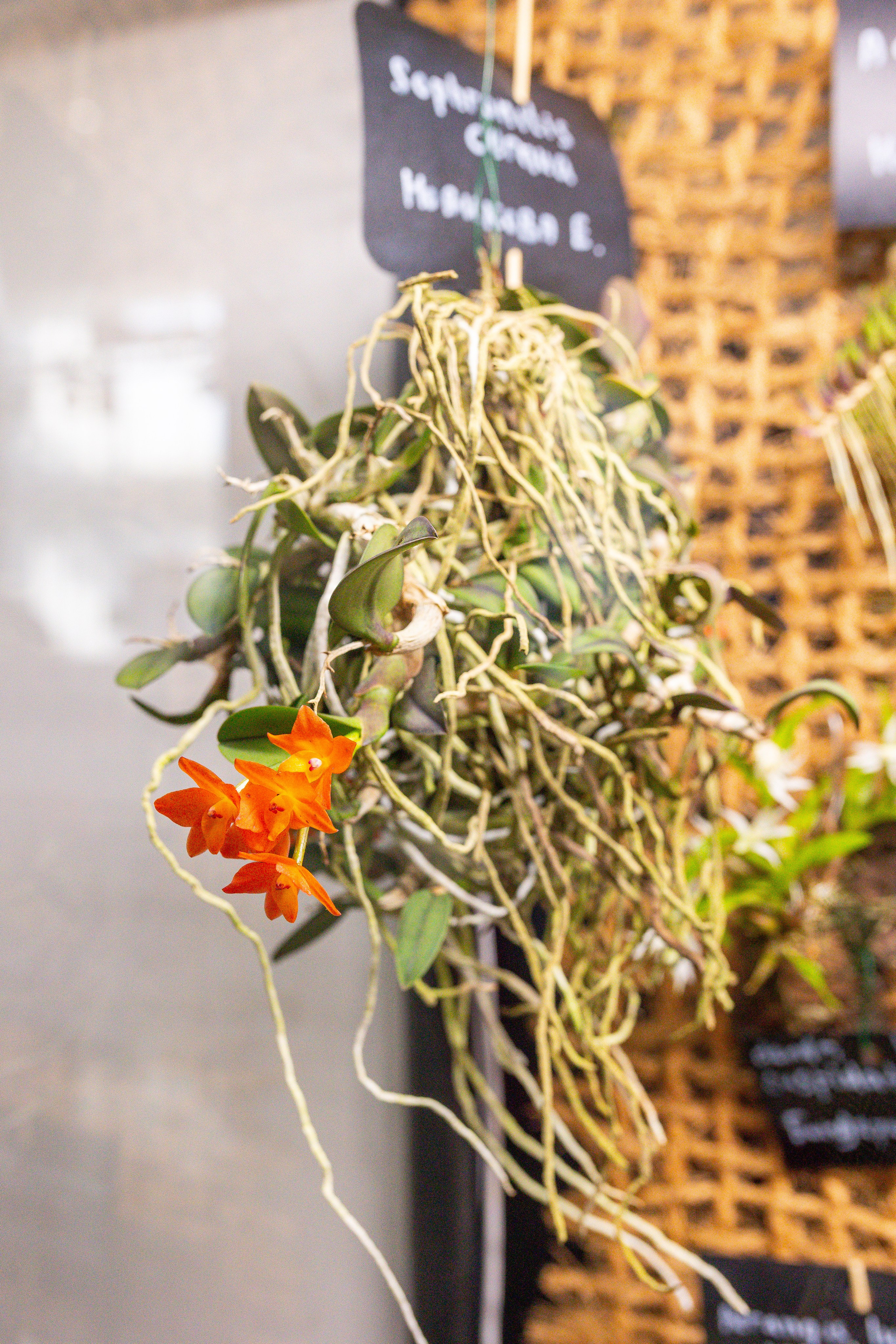 Орхидиум сентябрь 2025. Александра Куликова фотограф, Москва